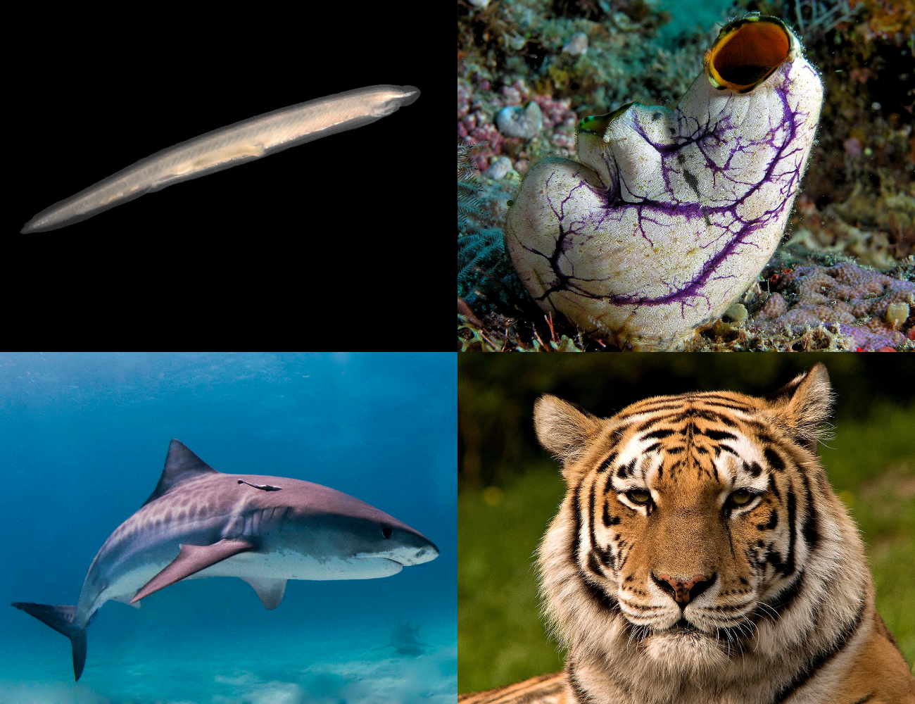 Imagem de referência de cordados, descrito nos dados abertos como filo dentro do reino Animalia que inclui os vertebrados, os anfioxos e os tunicados