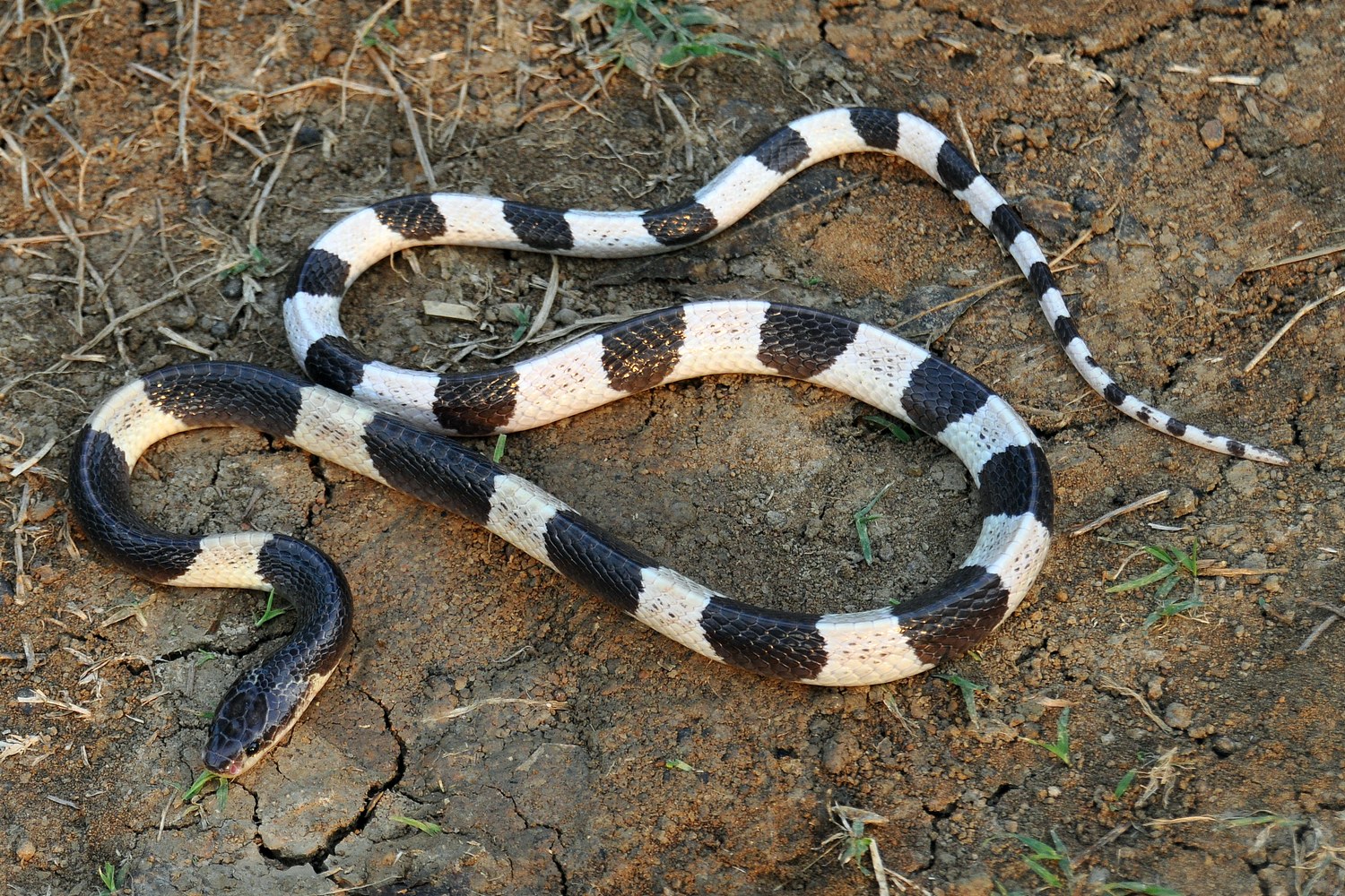 Imagem de referência relacionada a Krait Malasiana, item descrito como espécie de krait