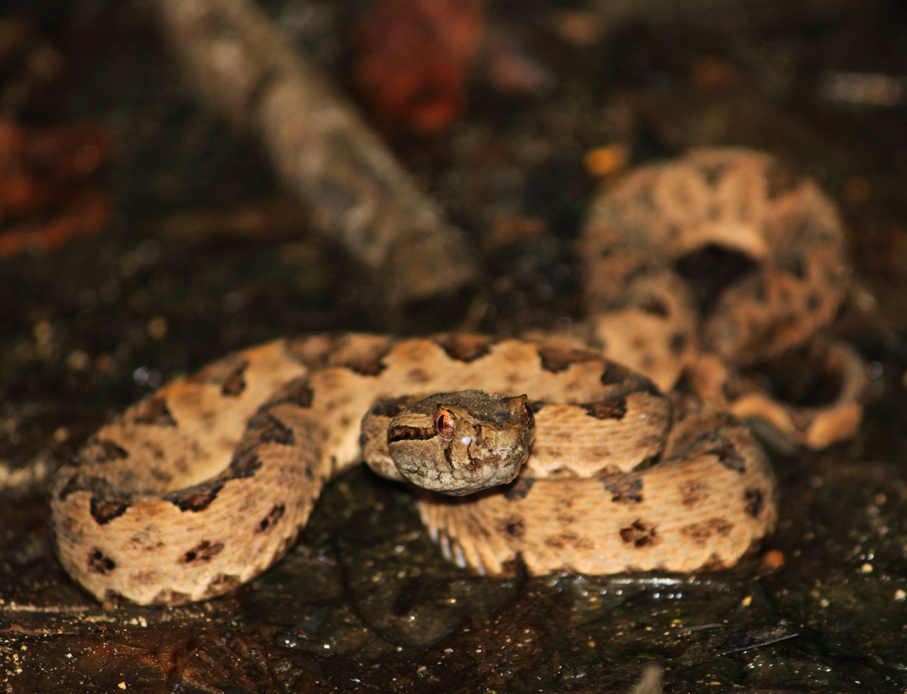 Imagem de referência relacionada a Protobothrops elegans, item descrito como registro de referência sobre Protobothrops elegans, organizado a partir de dados estruturados abertos