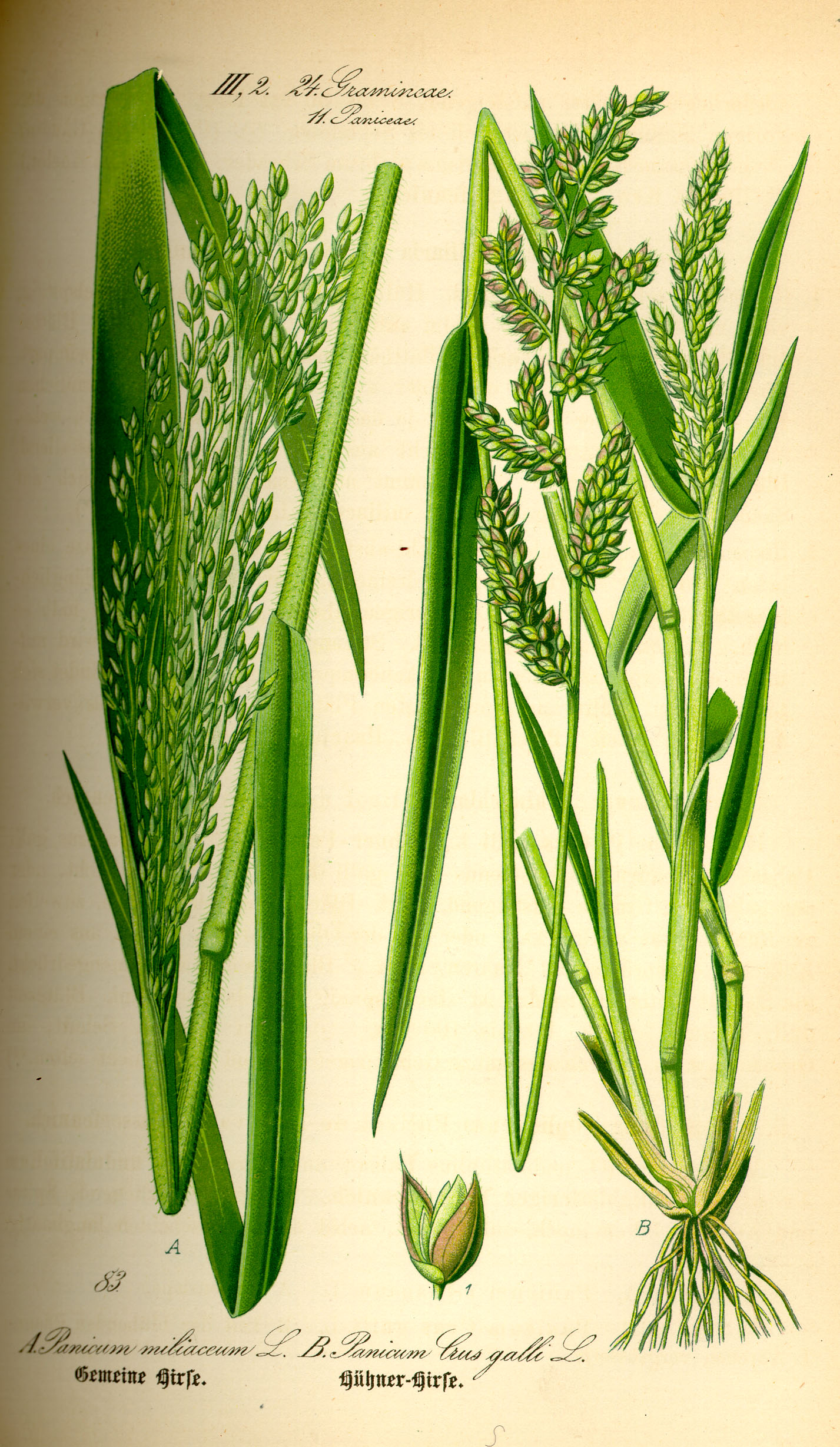 Imagem de referência de Panicum, descrito nos dados abertos como género de plantas
