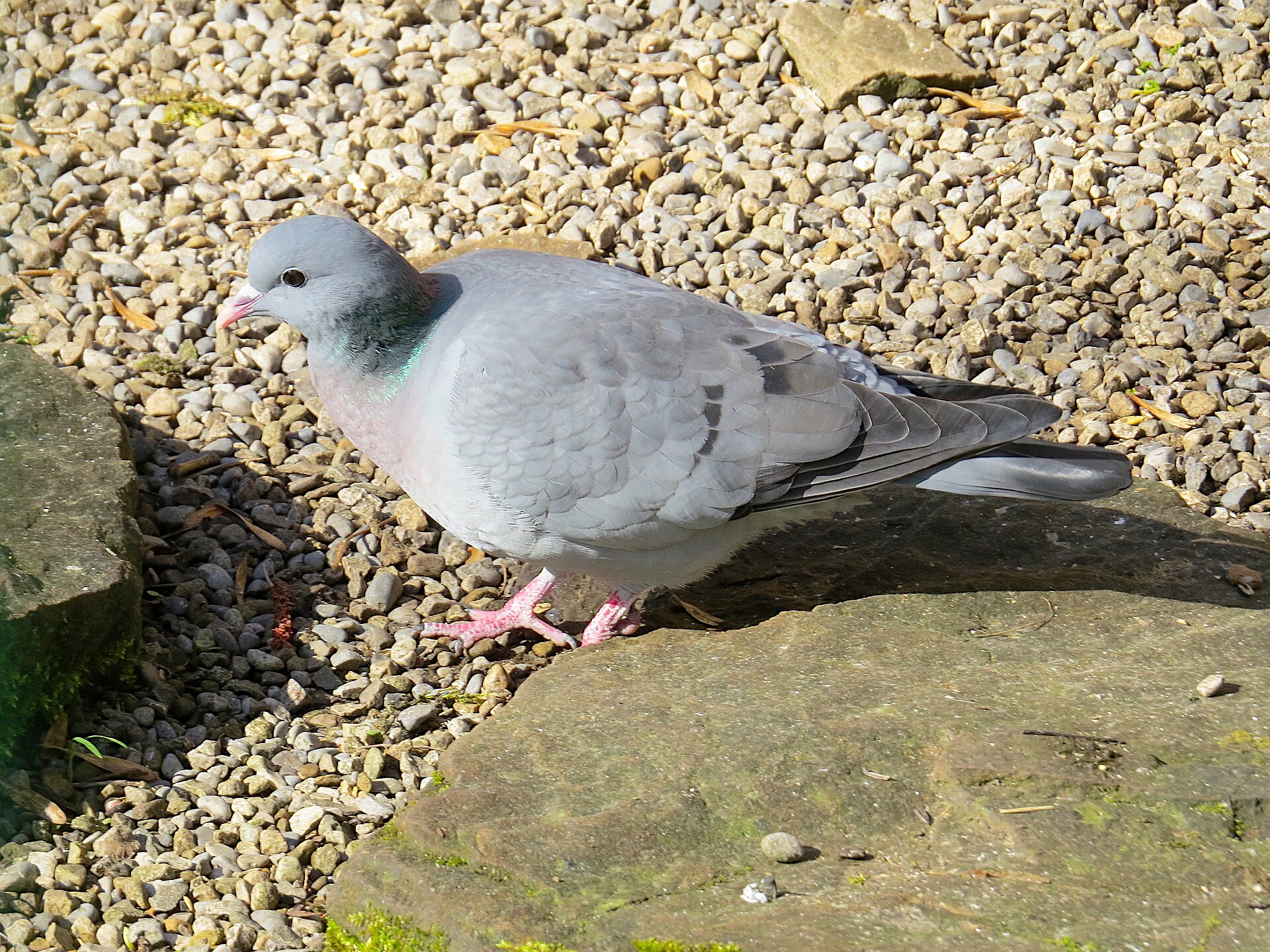 Imagem de referência de Columbidae, descrito nos dados abertos como família de aves