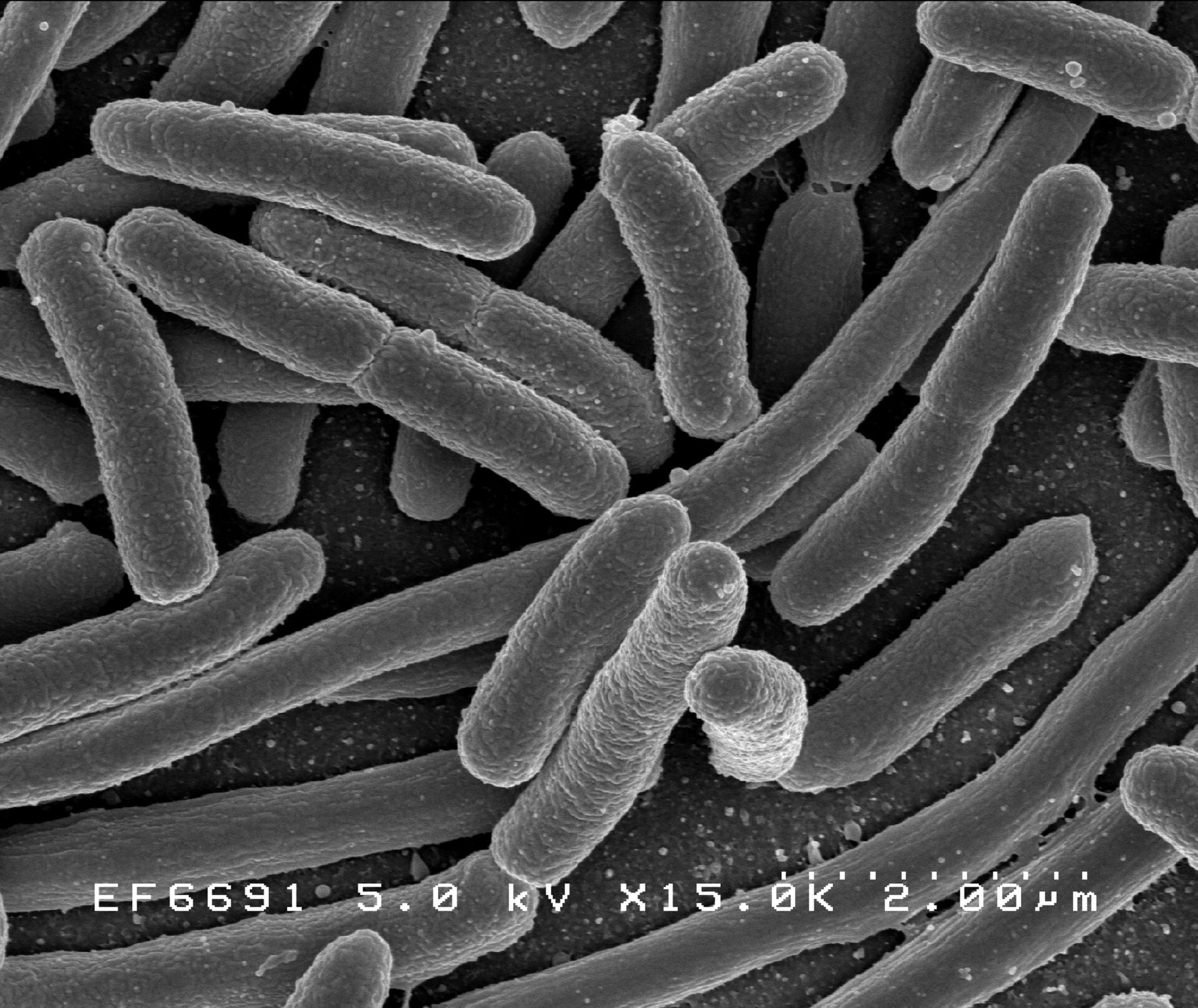 Imagem de referência relacionada a Proteobacteria, item descrito como registro de referência sobre Proteobacteria, organizado a partir de dados estruturados abertos