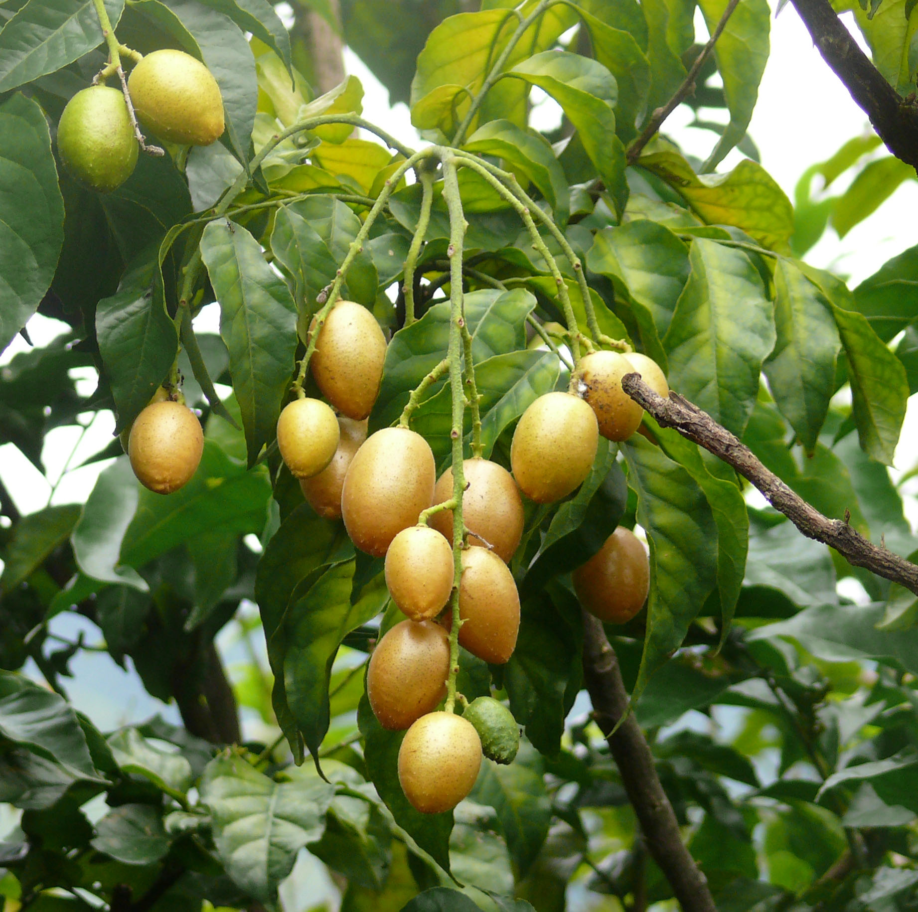 Imagem de referência de Clausena, descrito nos dados abertos como género de plantas