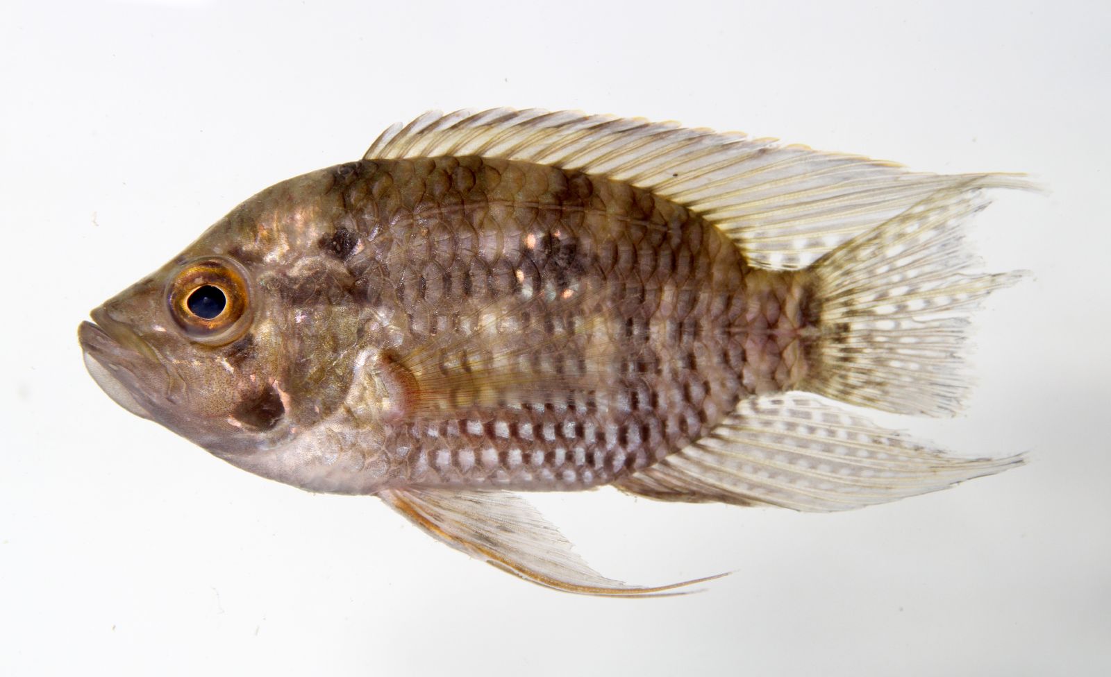 Imagem de referência relacionada a Acaronia, item descrito como género de peixes