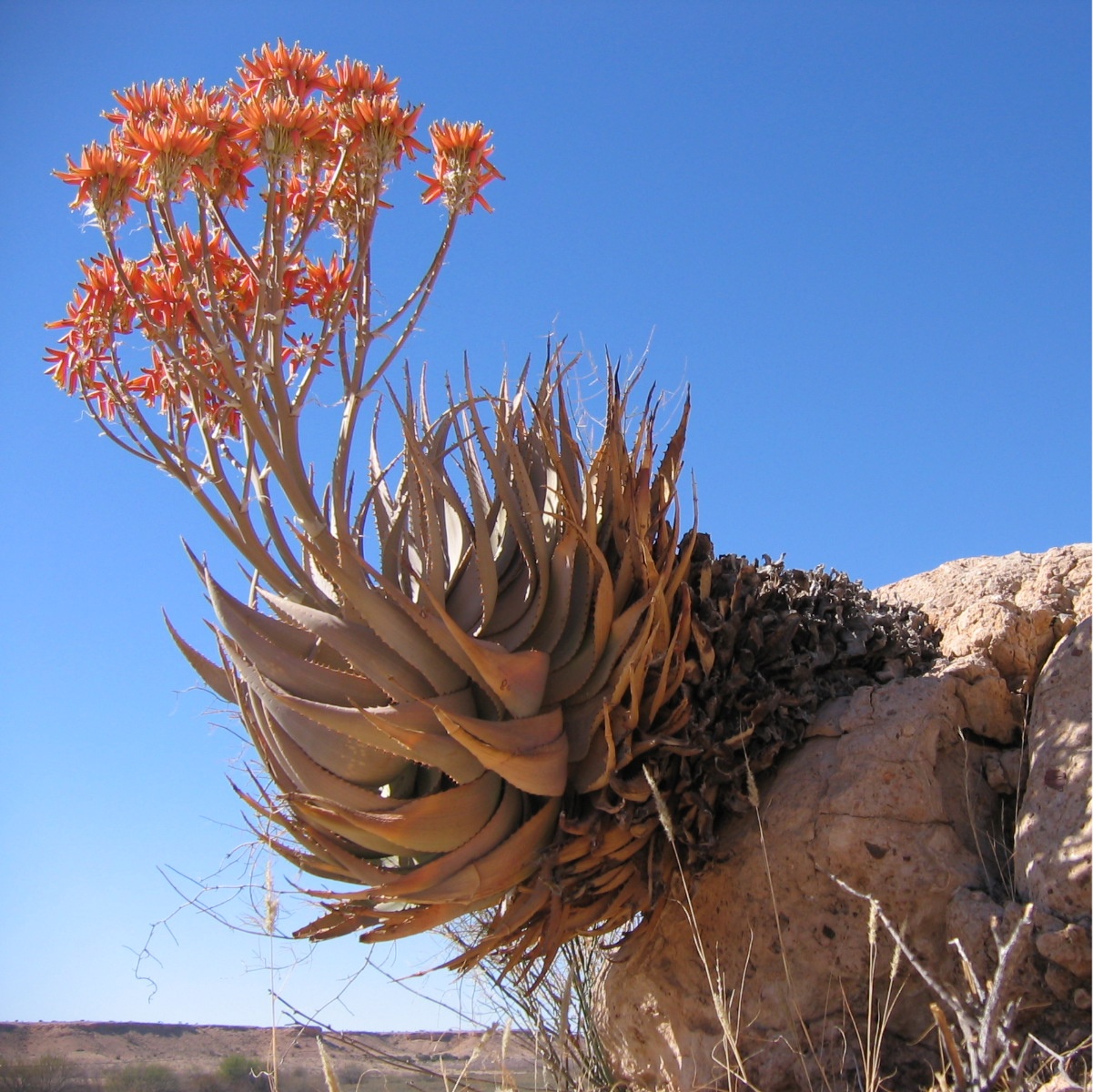 Imagem de referência de Aloe, descrito nos dados abertos como género de plantas
