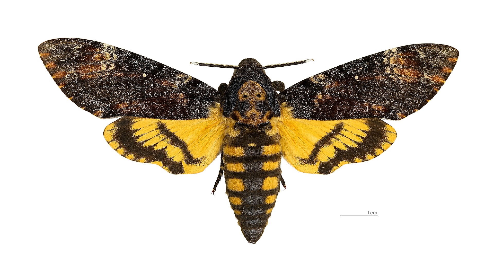 Imagem de referência relacionada a Acherontia atropos, item descrito como espécie de inseto