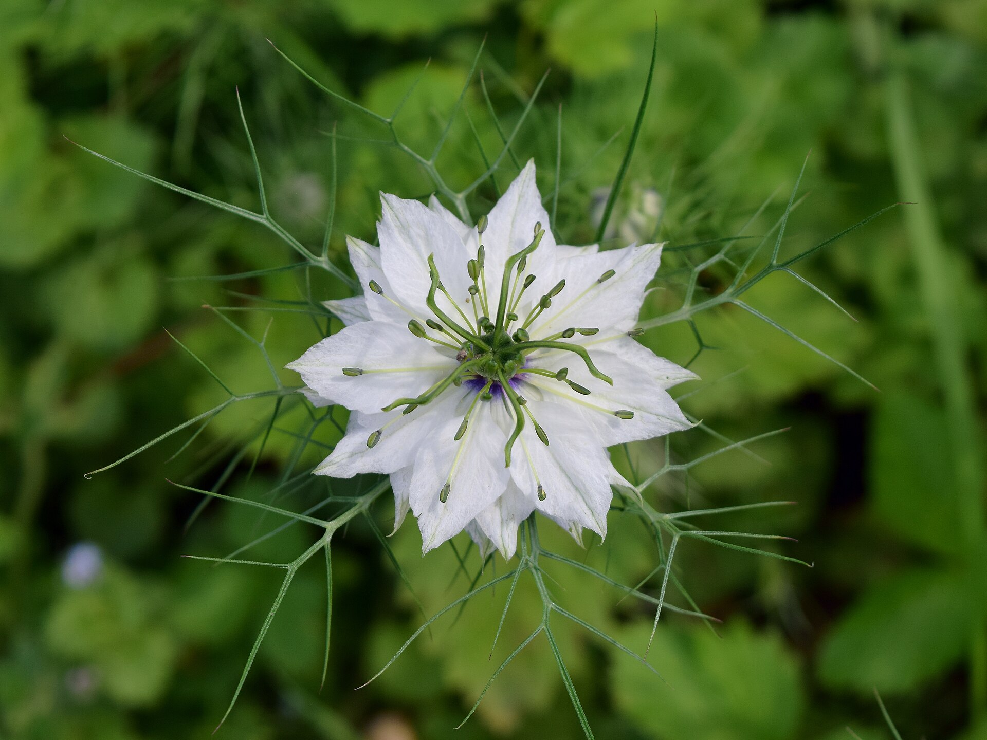 Imagem de referência de Nigella, descrito nos dados abertos como género de plantas