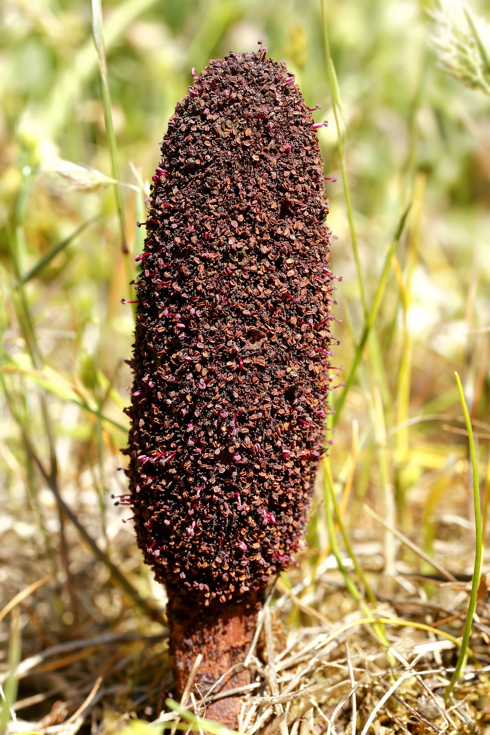 Imagem de referência de Cynomorium, descrito nos dados abertos como género de plantas