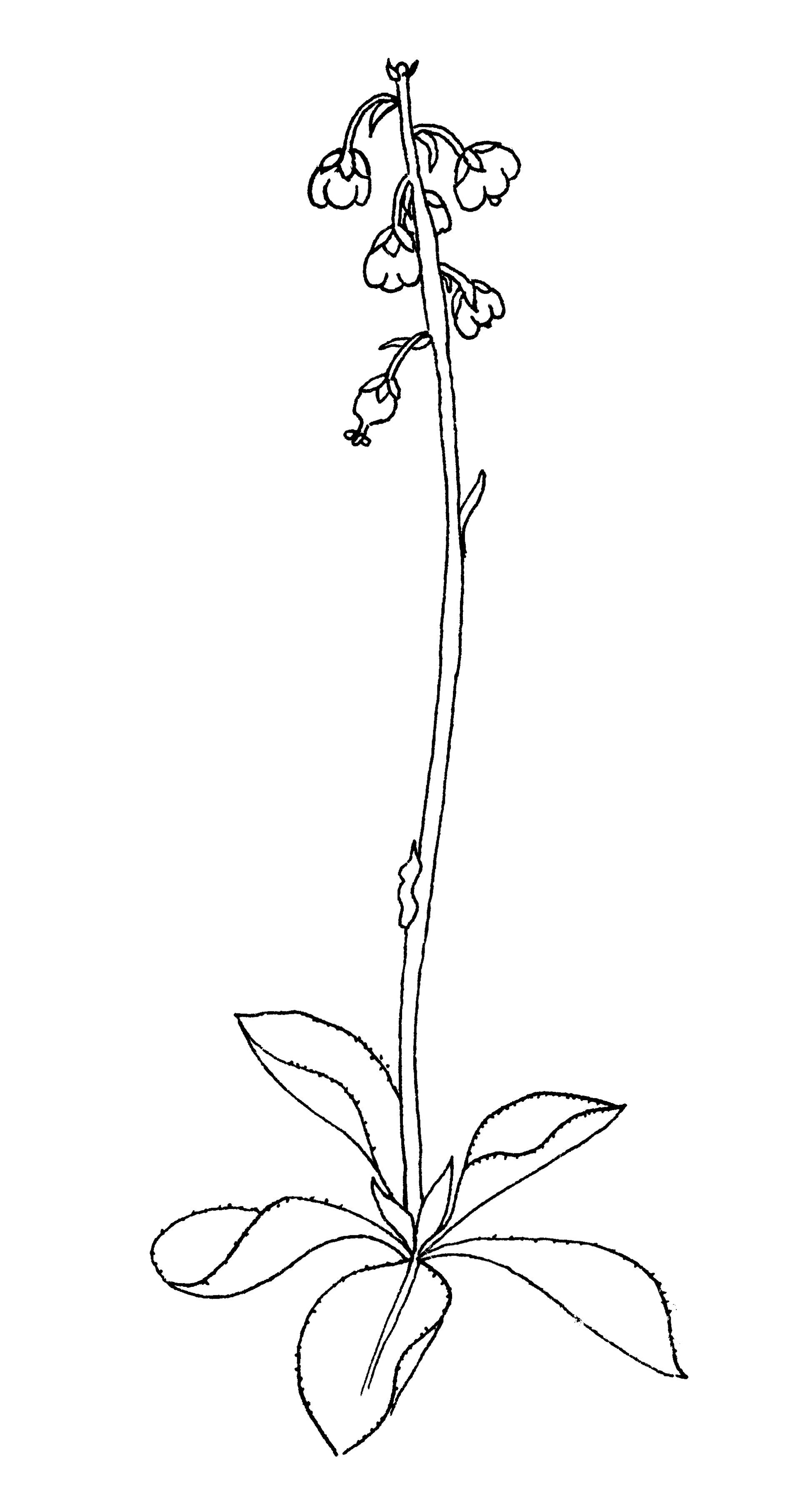 Imagem de referência de Pyrola, descrito nos dados abertos como género de plantas