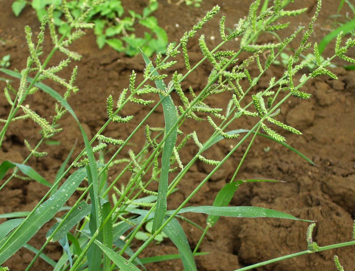 Imagem de referência de Echinochloa, descrito nos dados abertos como género de plantas