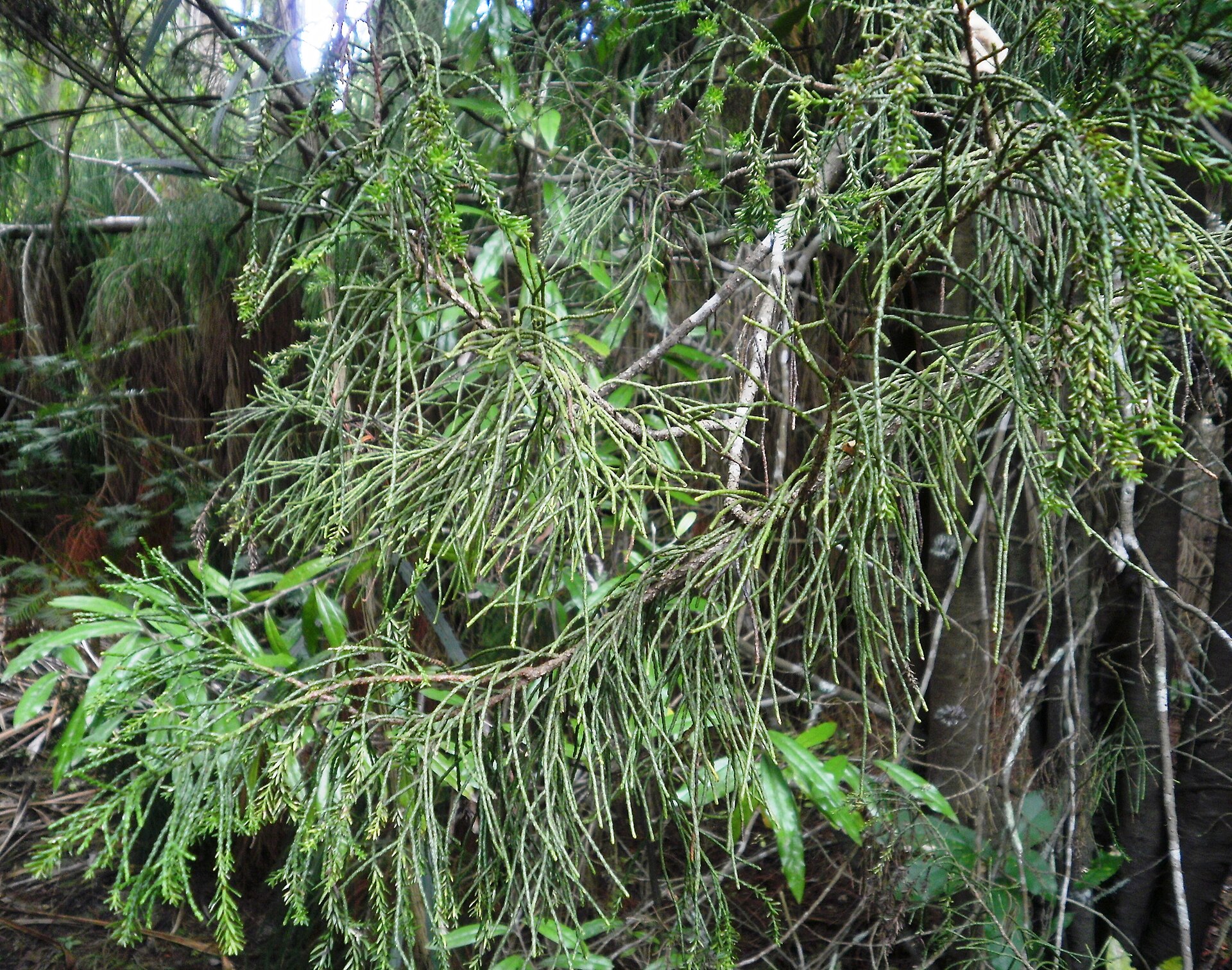 Imagem de referência relacionada a Manoao, item descrito como espécie de planta