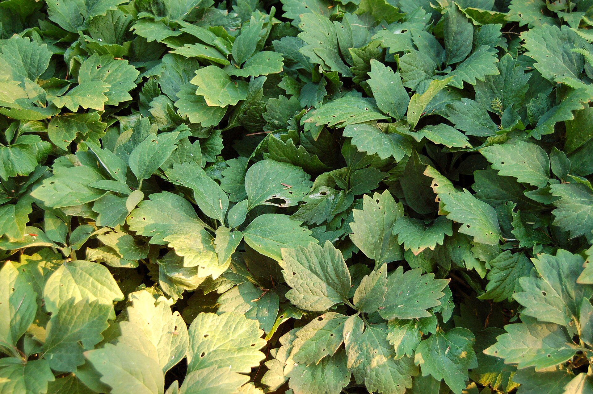 Imagem de referência de Pachysandra, descrito nos dados abertos como género de plantas