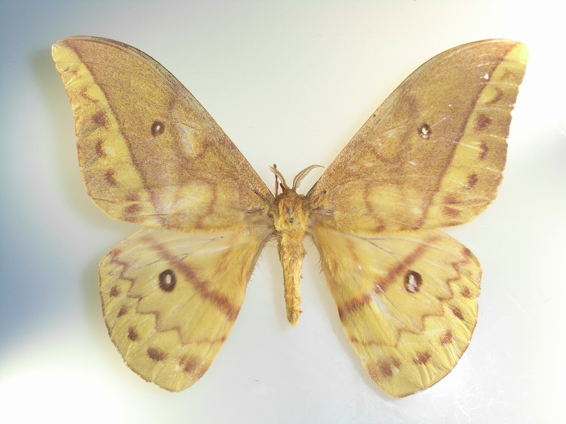Imagem de referência relacionada a Pseudantheraea discrepans, item descrito como espécie de inseto
