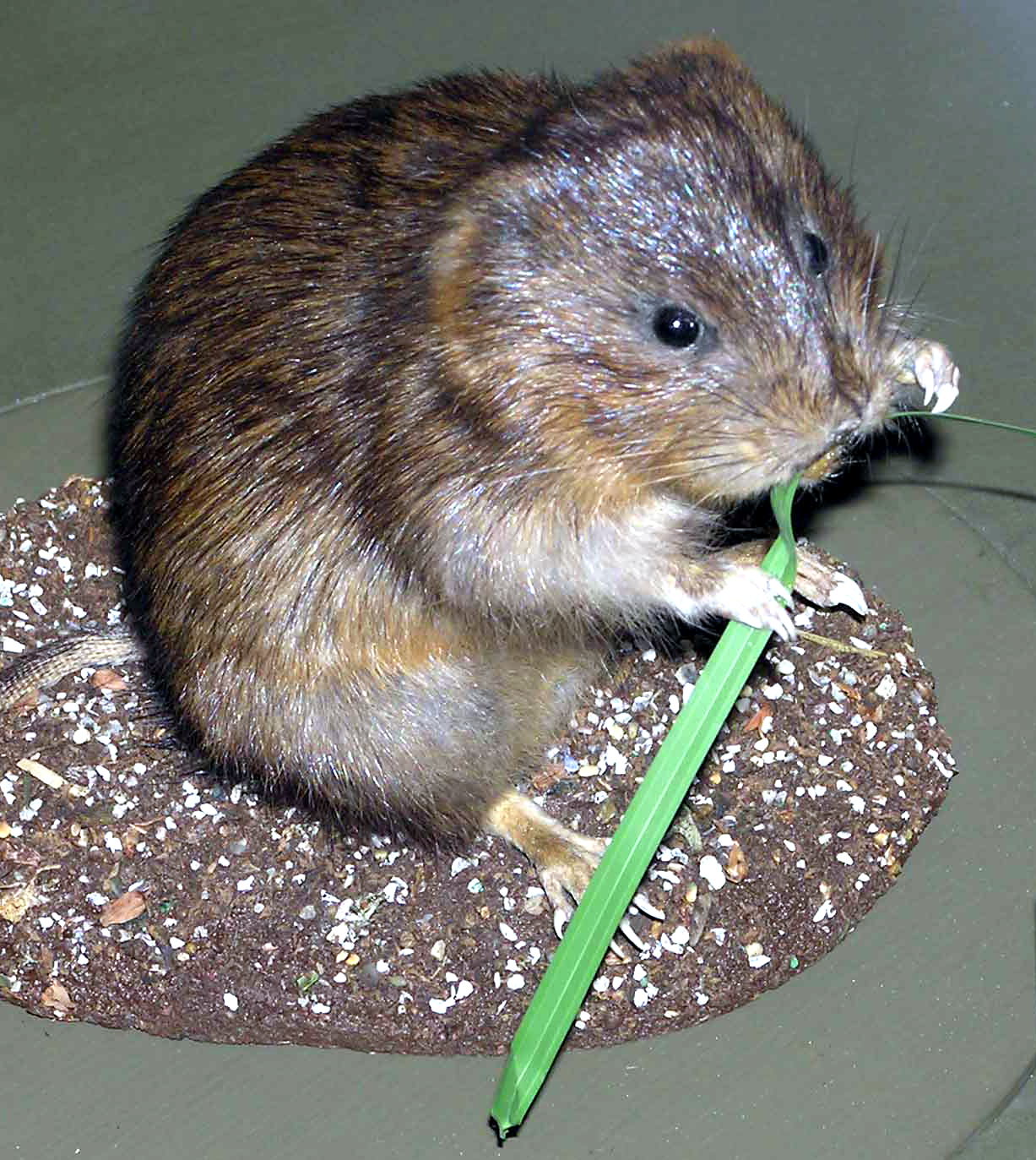 Imagem de referência relacionada a Arvicola amphibius, item descrito como espécie de mamífero