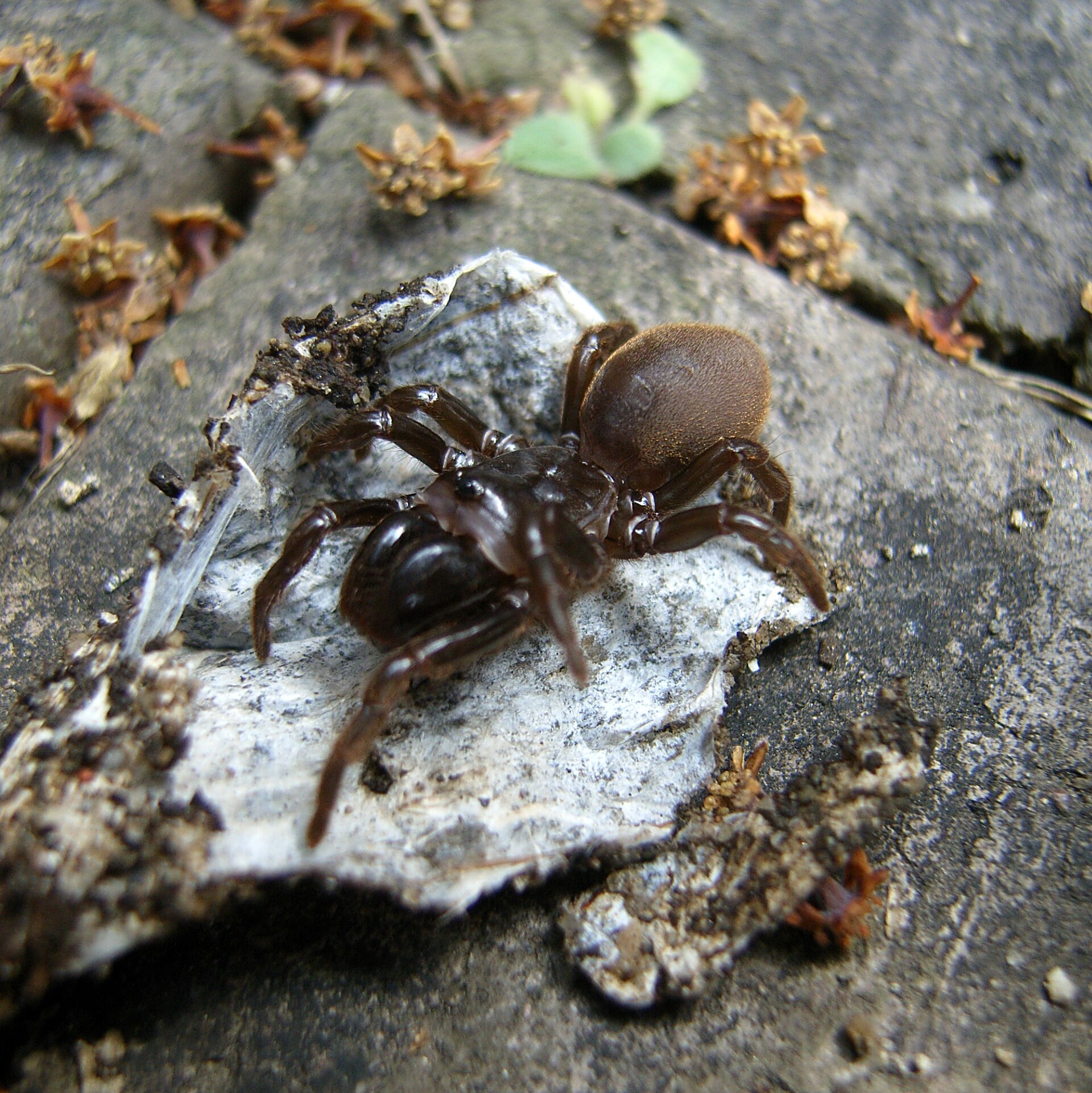 Imagem de referência relacionada a Atypus, item descrito como registro de referência sobre Atypus, organizado a partir de dados estruturados abertos