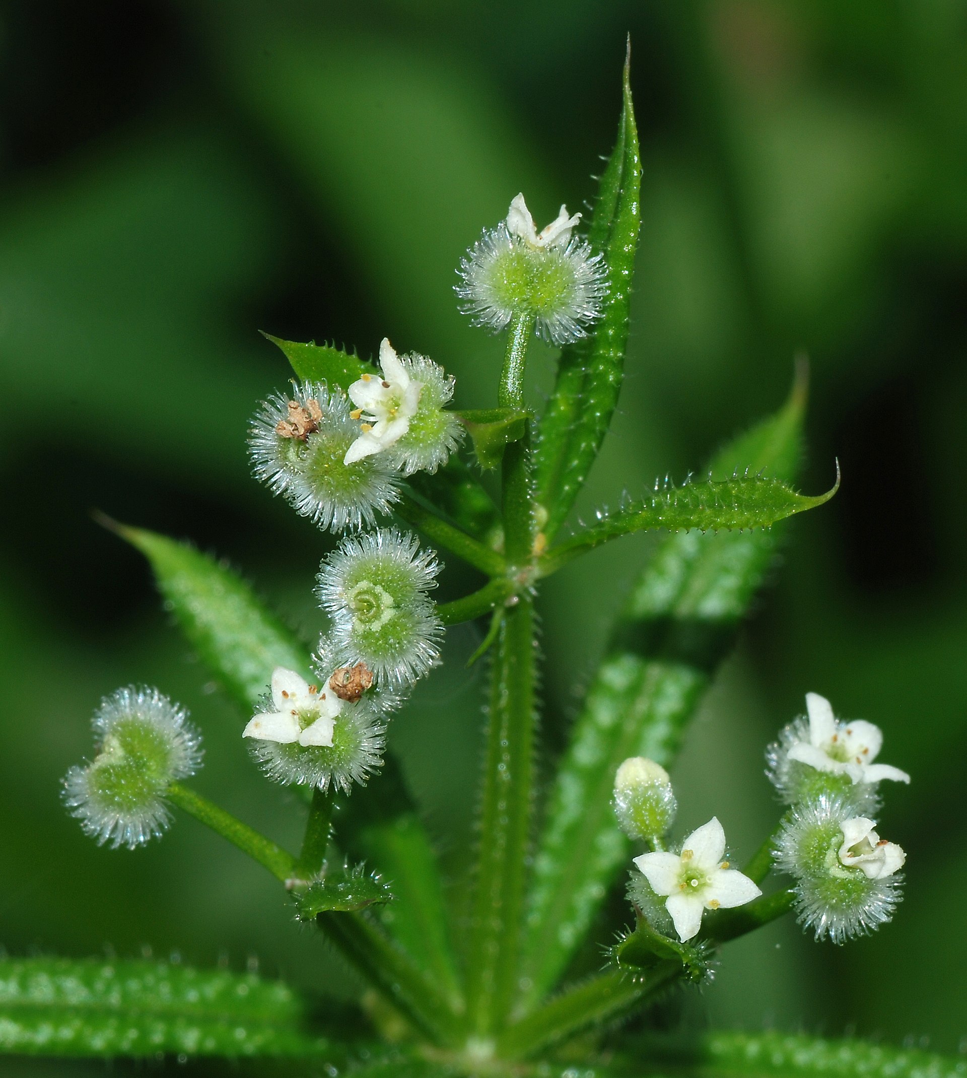 Imagem de referência de Galium, descrito nos dados abertos como género de plantas