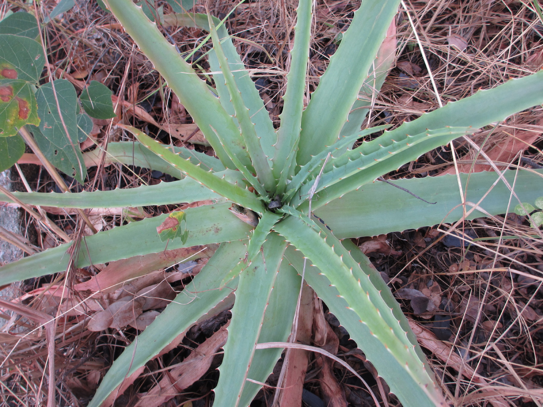 Imagem de referência relacionada a Aloe christianii, item descrito como espécie de planta