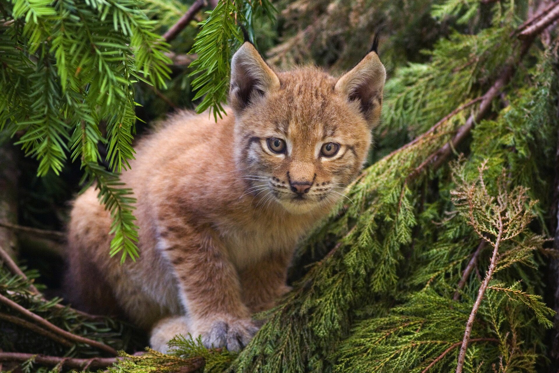 Imagem de referência relacionada a Lince-euroasiático, item descrito como espécie de mamífero