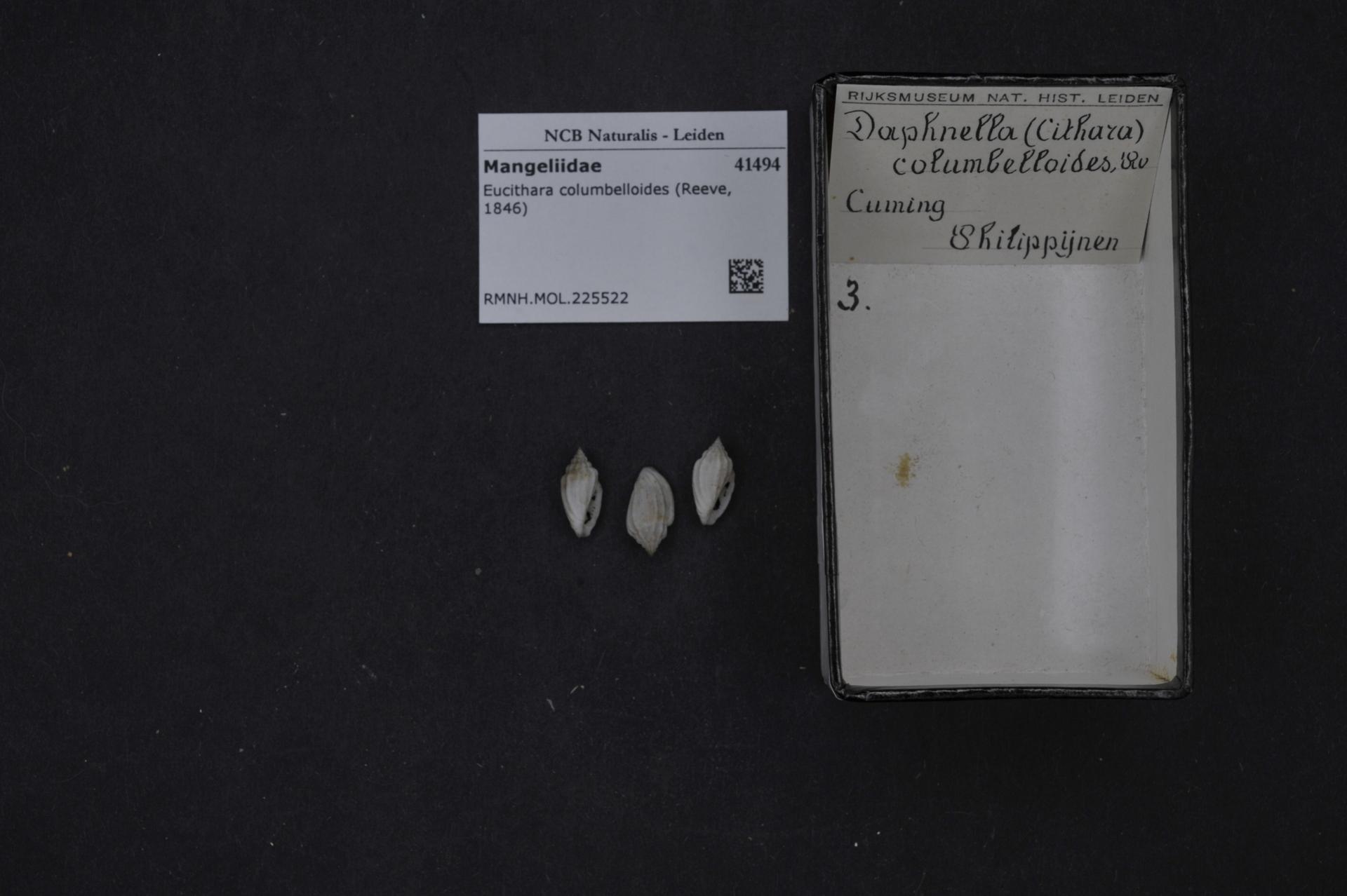Imagem de referência relacionada a Eucithara columbelloides, item descrito como espécie de molusco