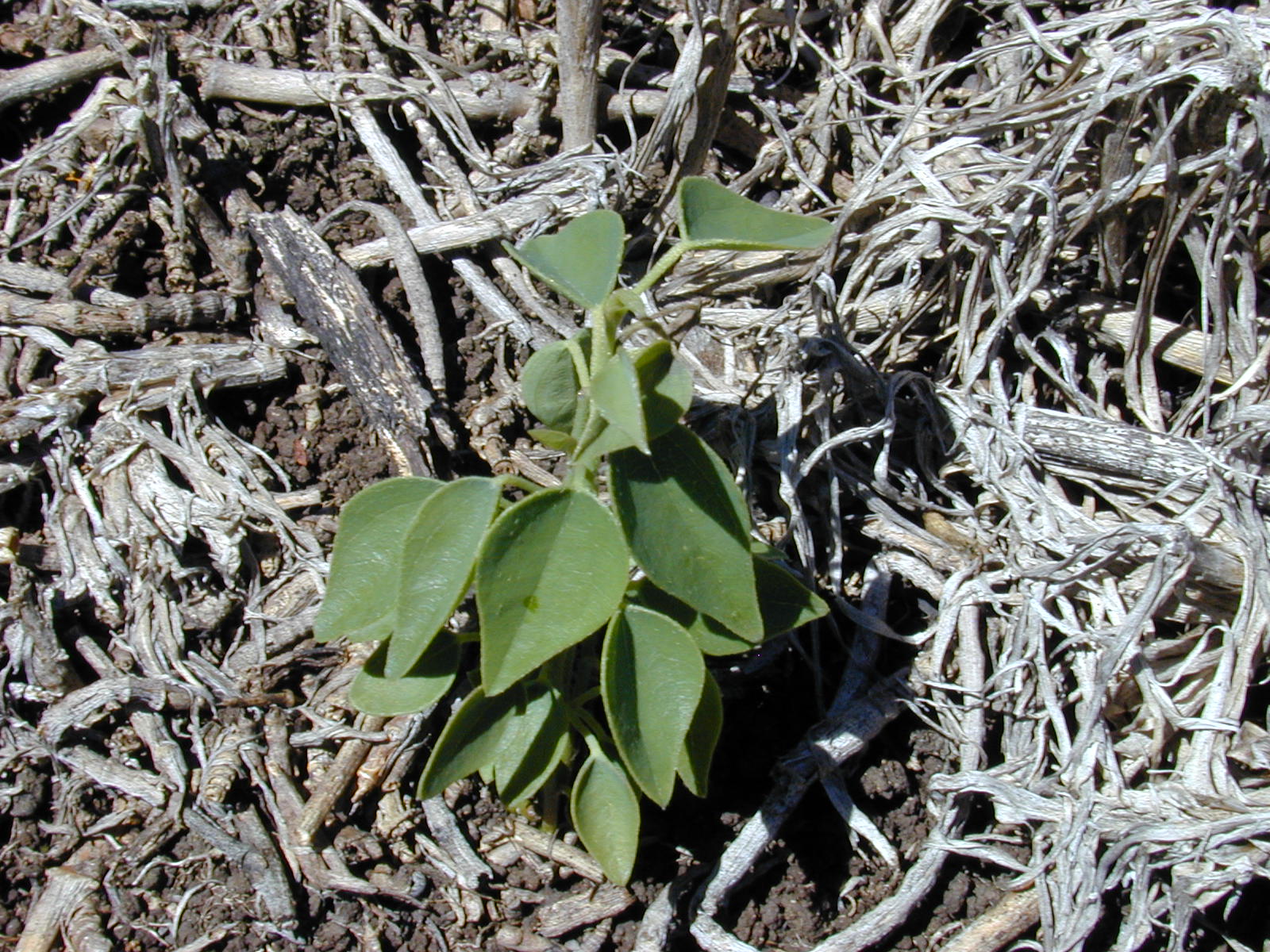 Imagem de referência de Cocculus, descrito nos dados abertos como género de plantas