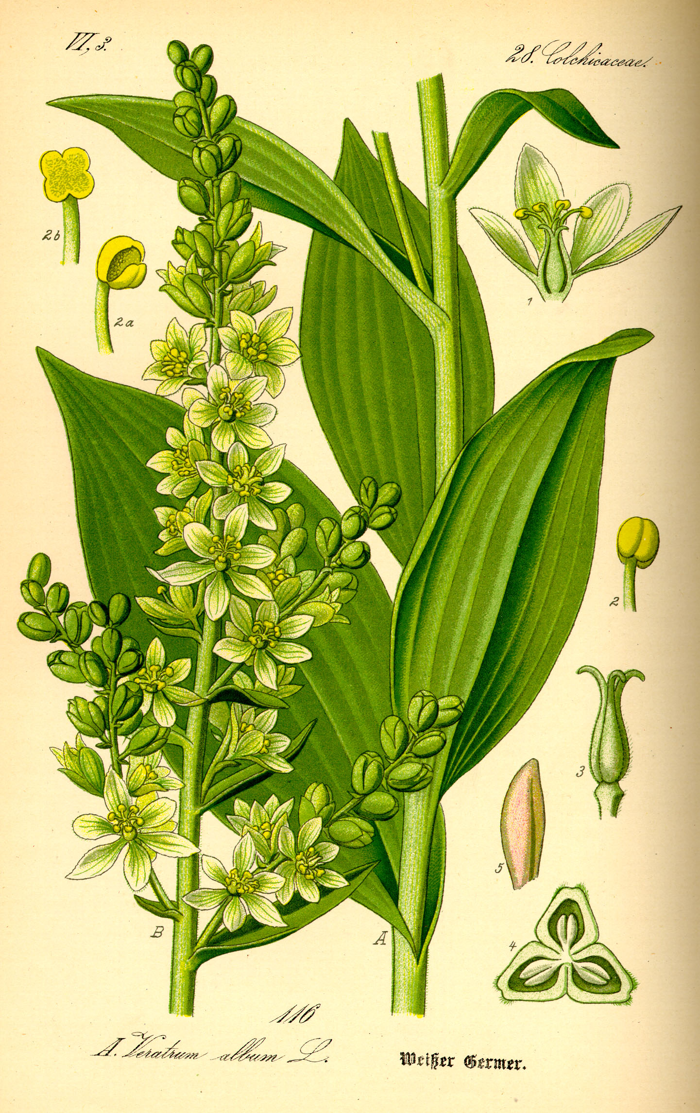 Imagem de referência de Veratrum, descrito nos dados abertos como género de plantas