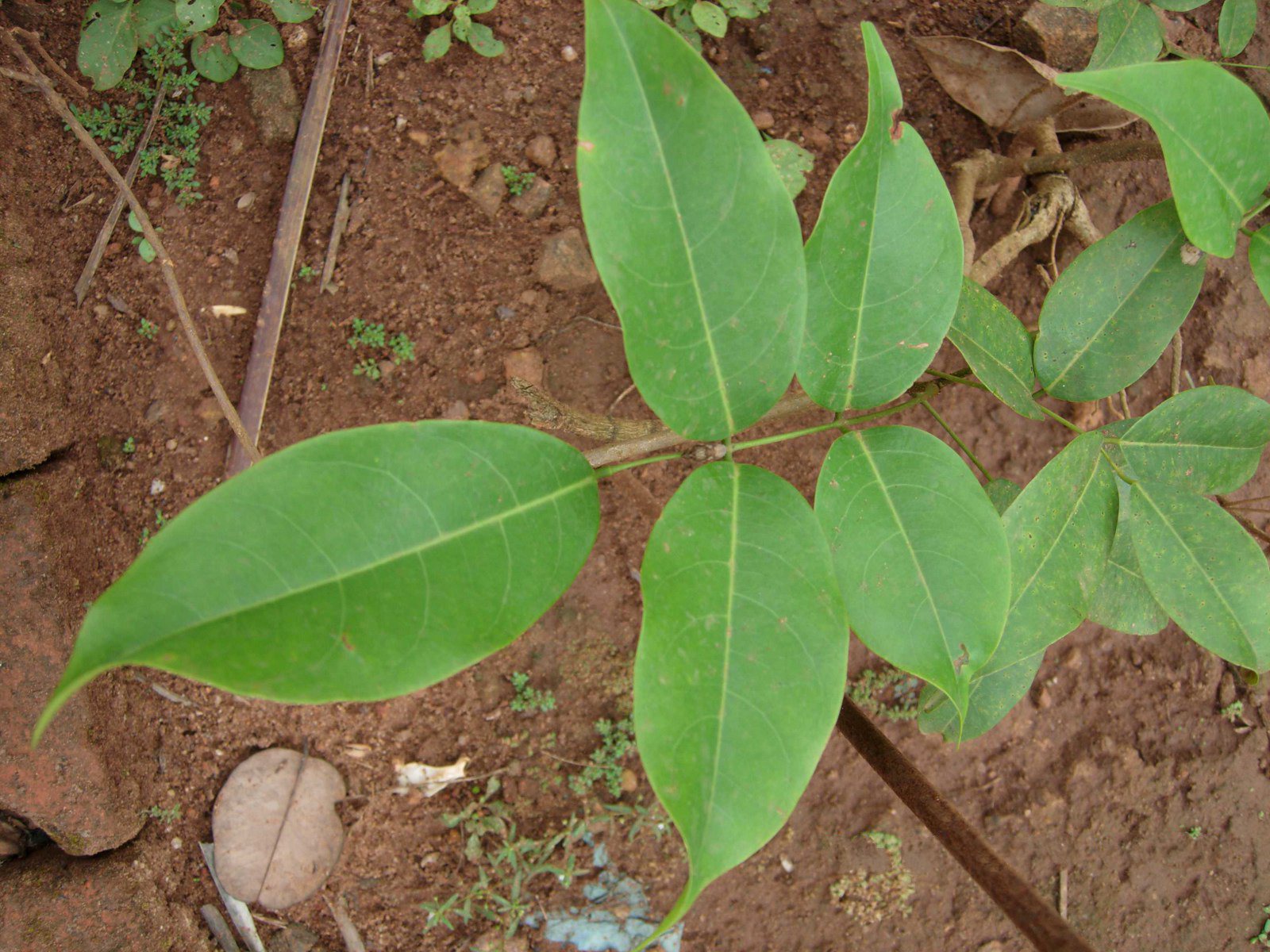 Imagem de referência de Flacourtia, descrito nos dados abertos como género de plantas