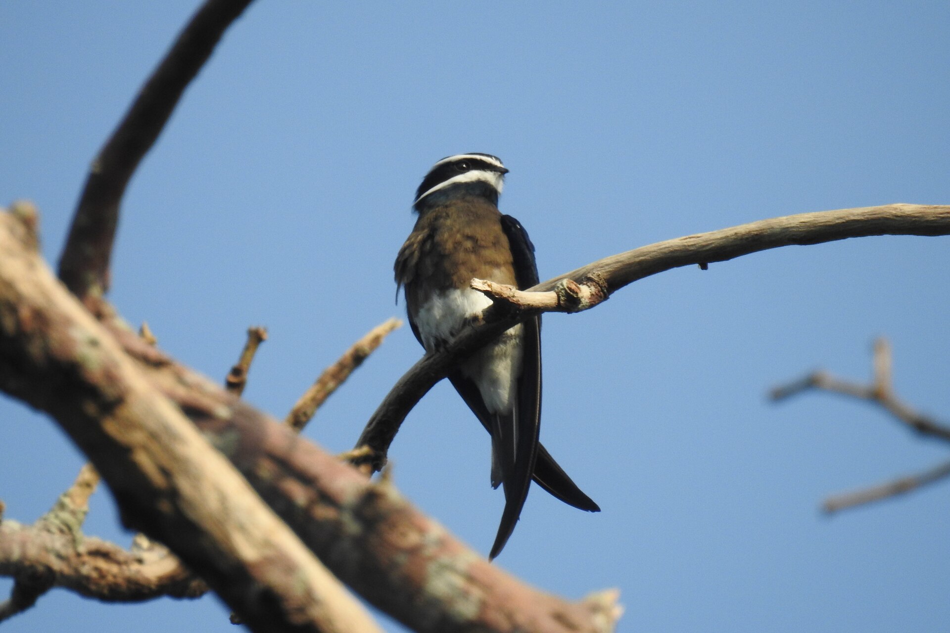Imagem de referência relacionada a Andorinhão-arborícola-pequeno, item descrito como espécies de aves