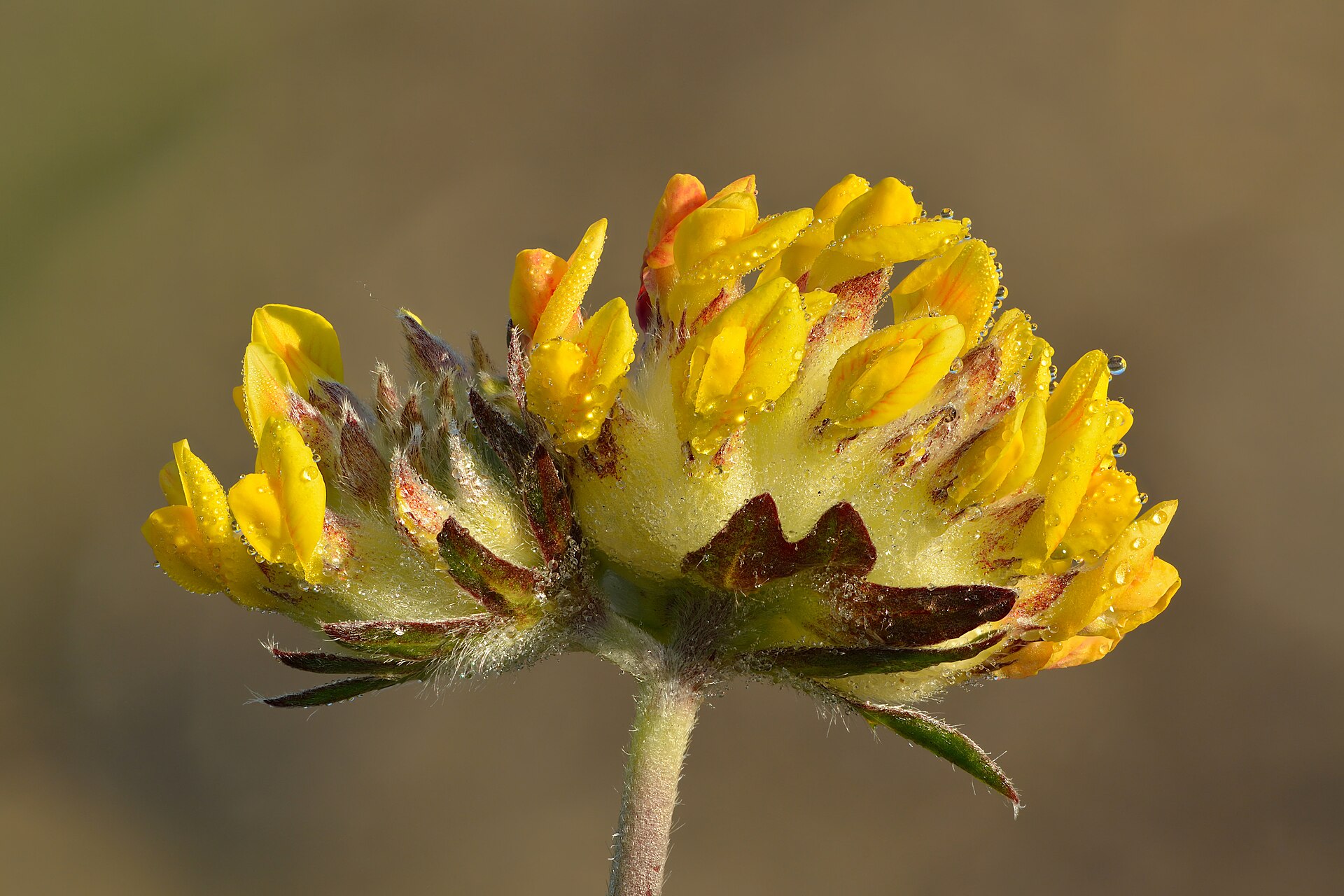 Imagem de referência relacionada a Anthyllis vulneraria, item descrito como espécie de planta