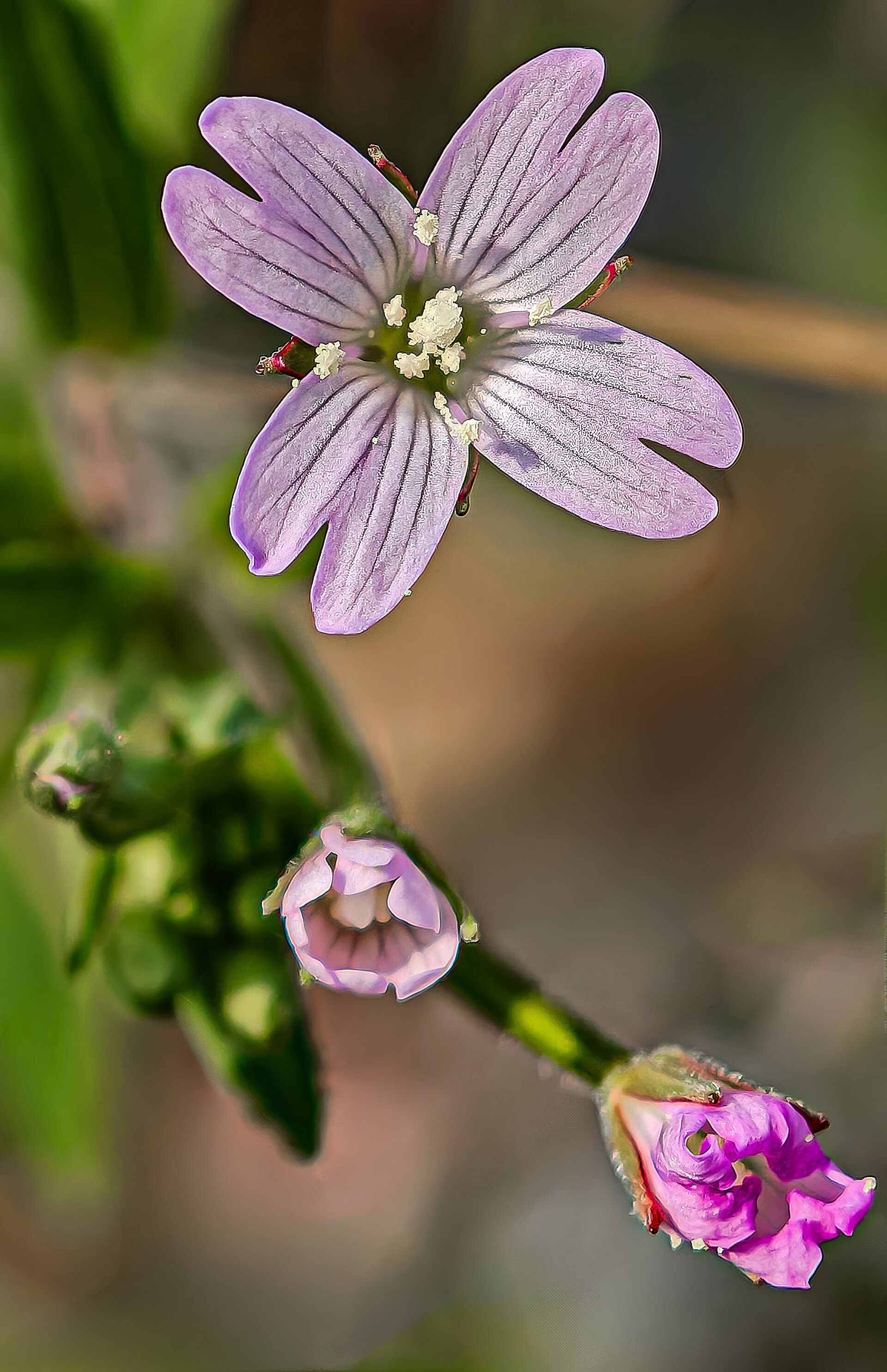 Imagem de referência de epilobium, descrito nos dados abertos como género de plantas