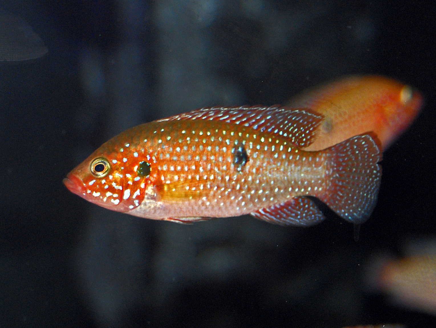 Imagem de referência relacionada a Hemichromis, item descrito como género de peixes