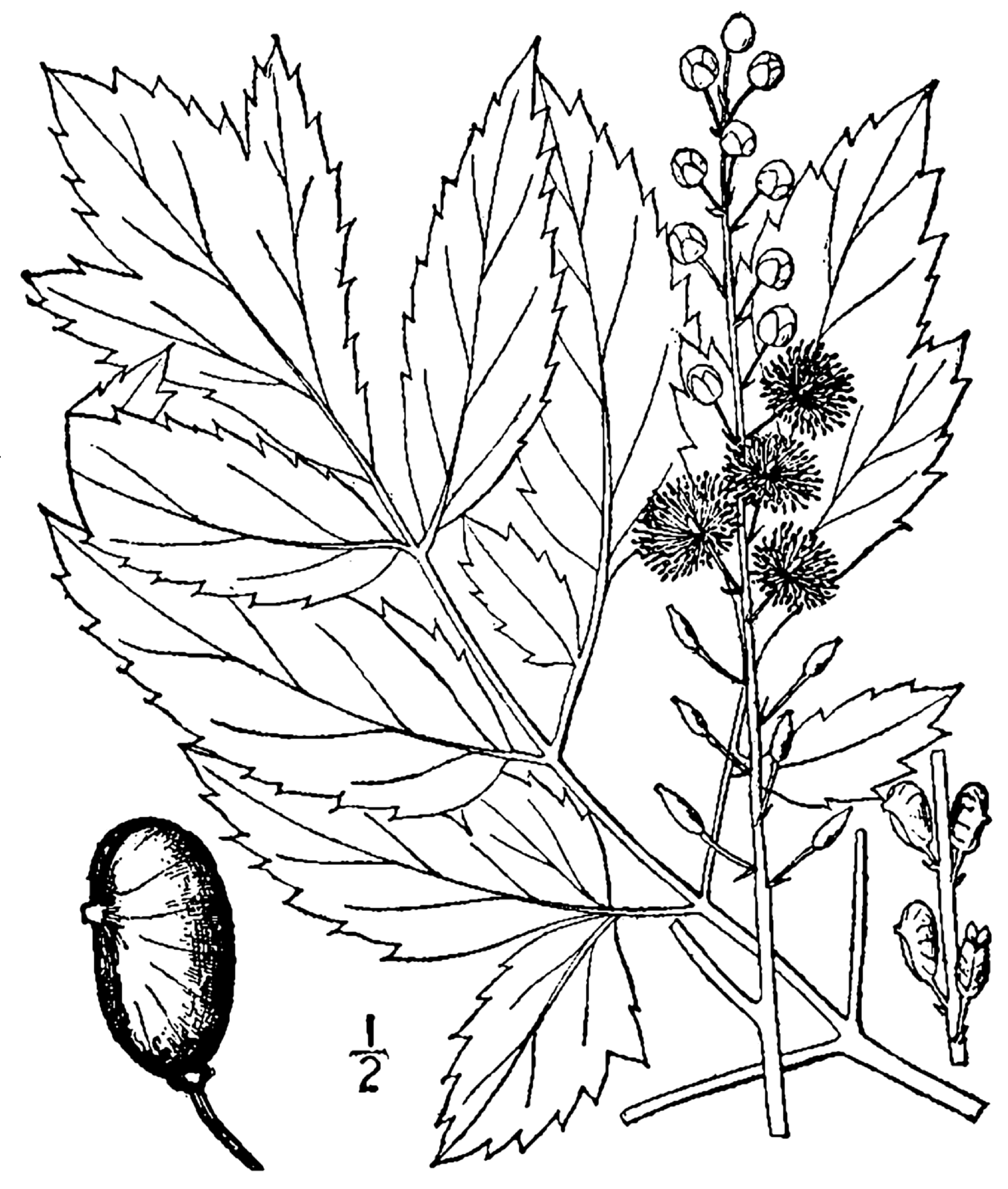 Imagem de referência de Actaea, descrito nos dados abertos como género de plantas