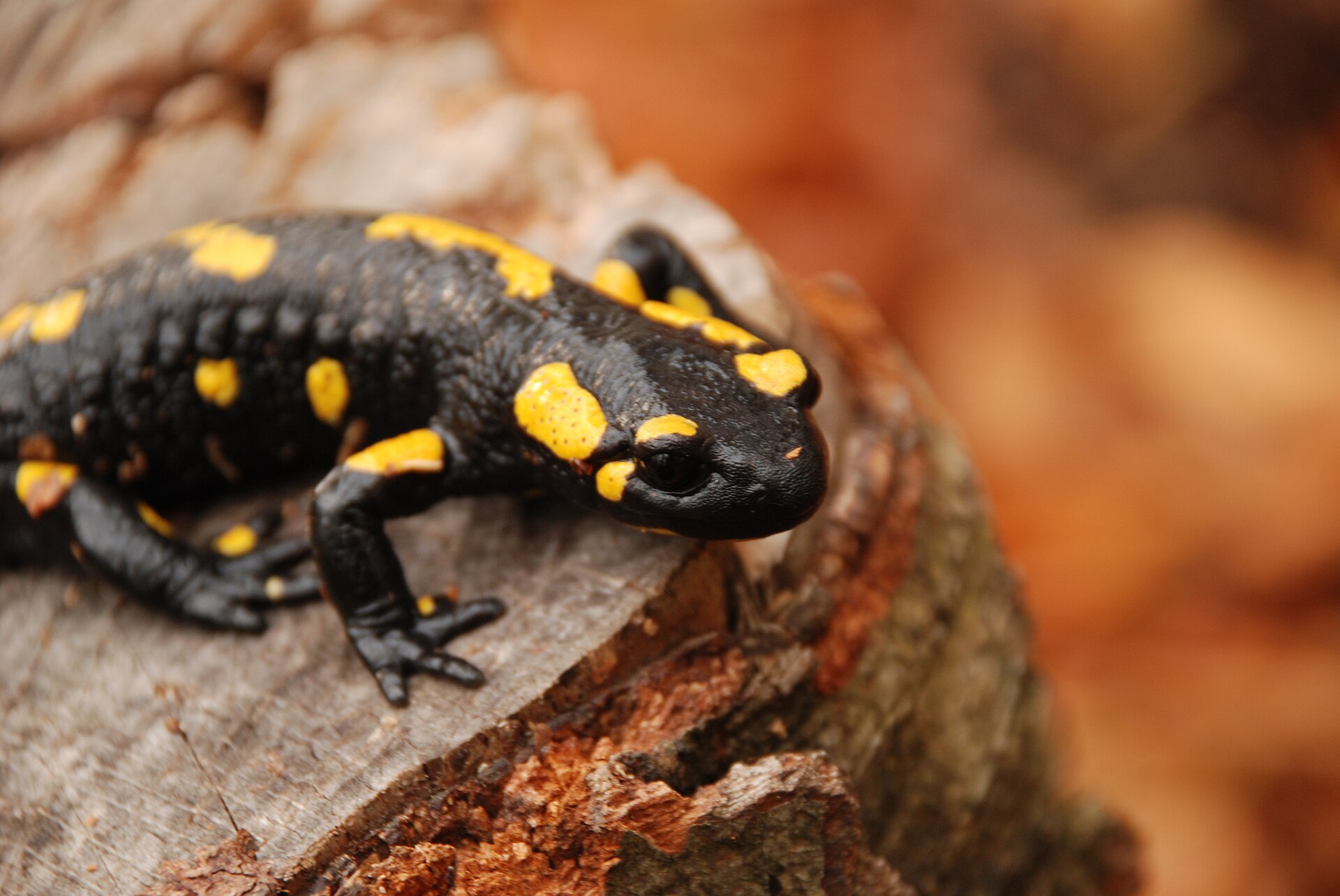 Imagem de referência relacionada a Salamandra-de-fogo, item descrito como dados das Salamandras