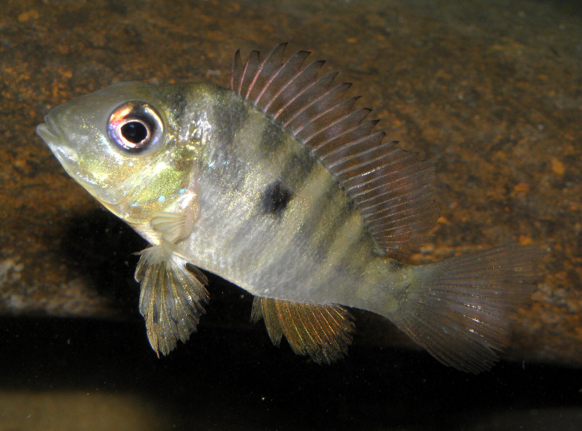 Imagem de referência relacionada a Gymnogeophagus balzanii, item descrito como registro de referência sobre Gymnogeophagus balzanii, organizado a partir de dados estruturados abertos