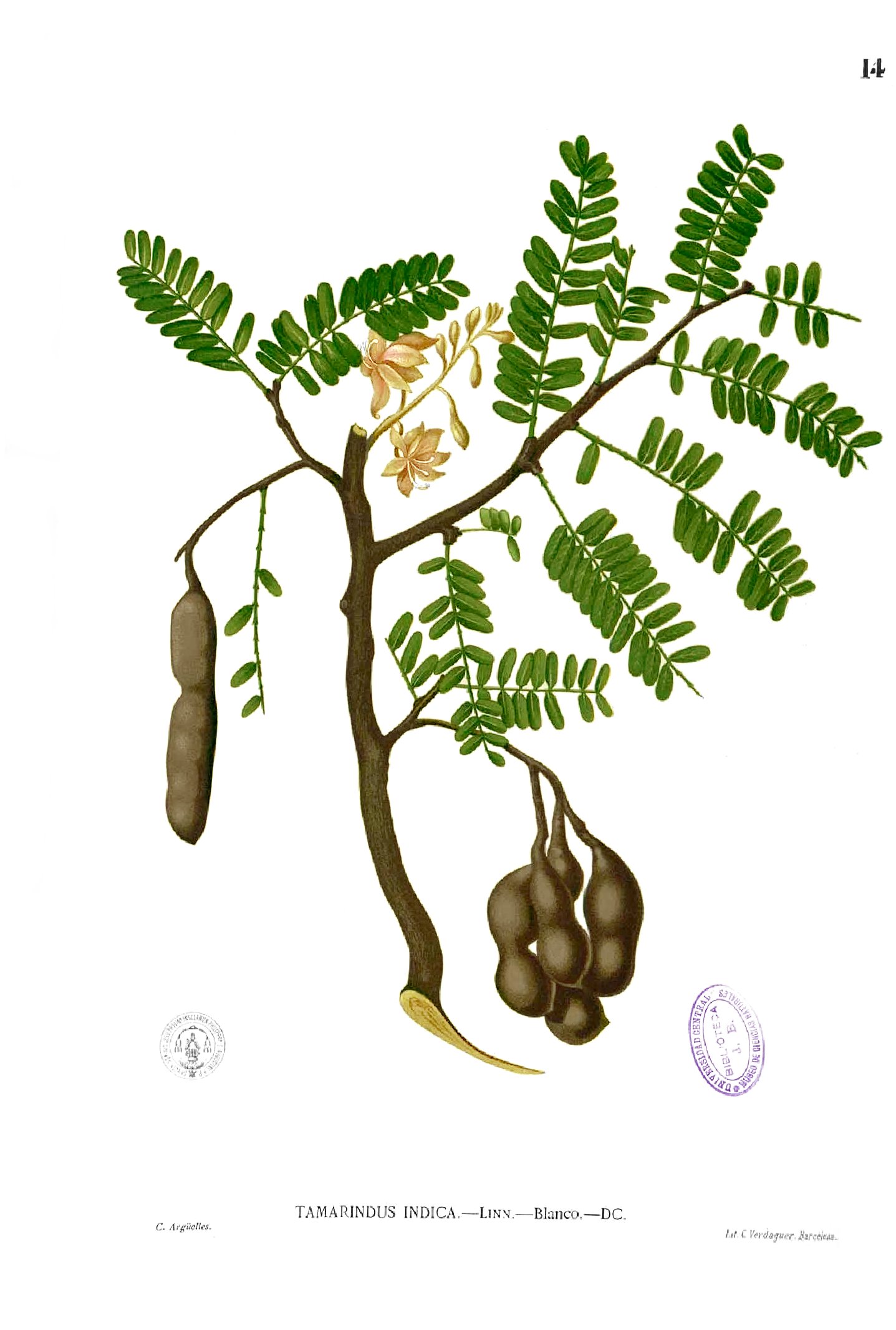 Imagem de referência de Tamarindus, descrito nos dados abertos como género de plantas