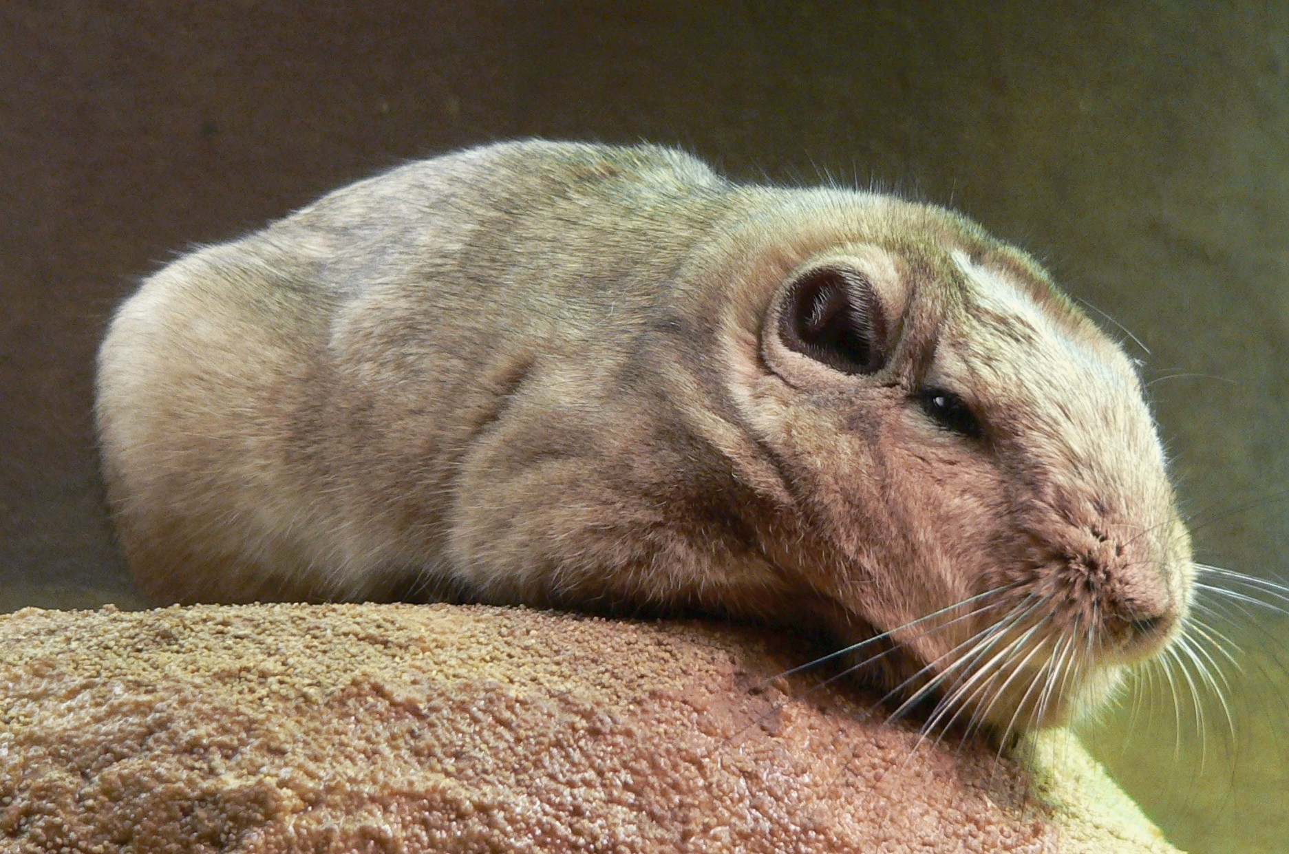 Imagem de referência relacionada a Ctenodactylus gundi, item descrito como espécie de mamífero