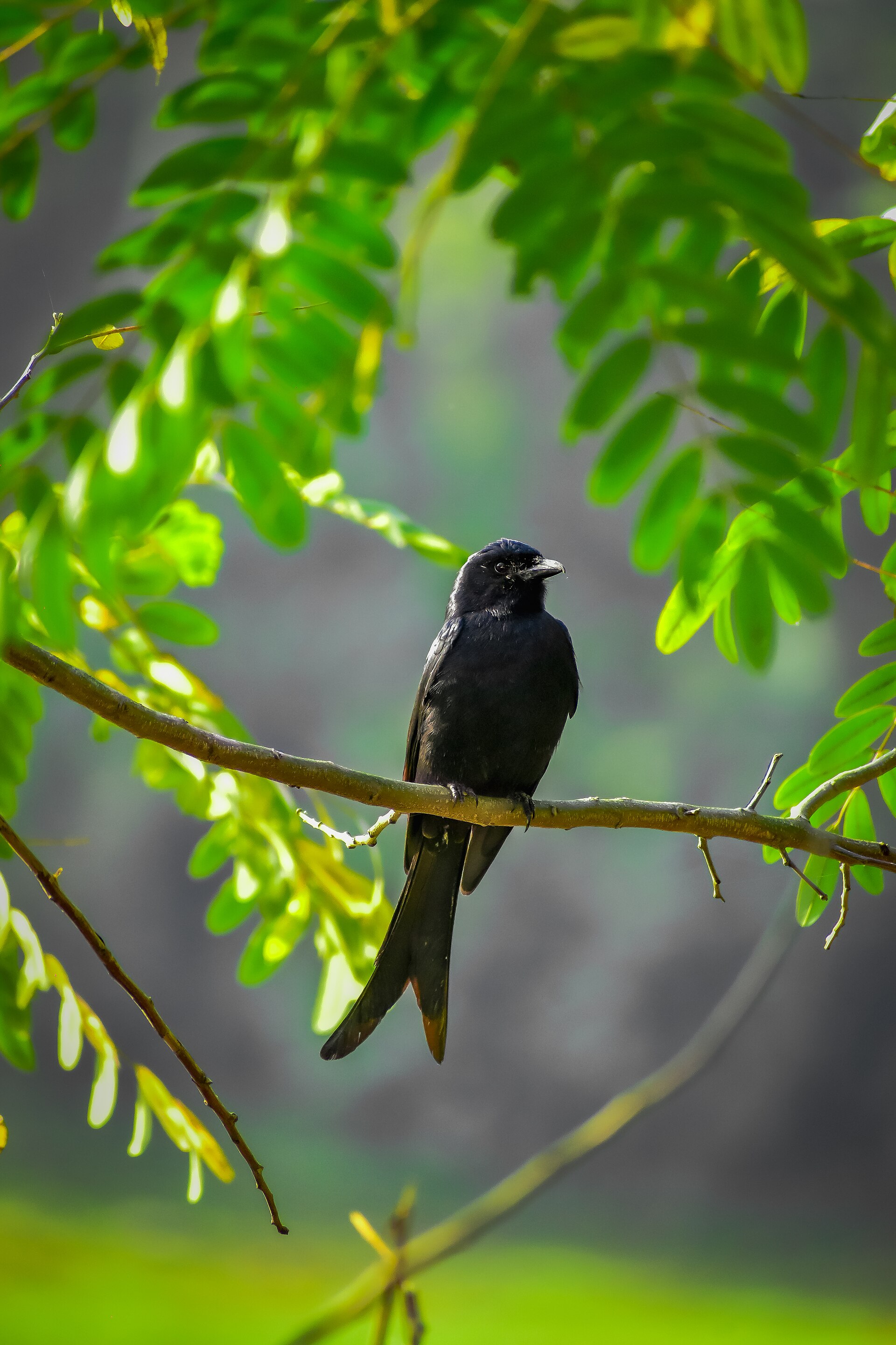 Imagem de referência relacionada a drongo-real, item descrito como espécie de ave