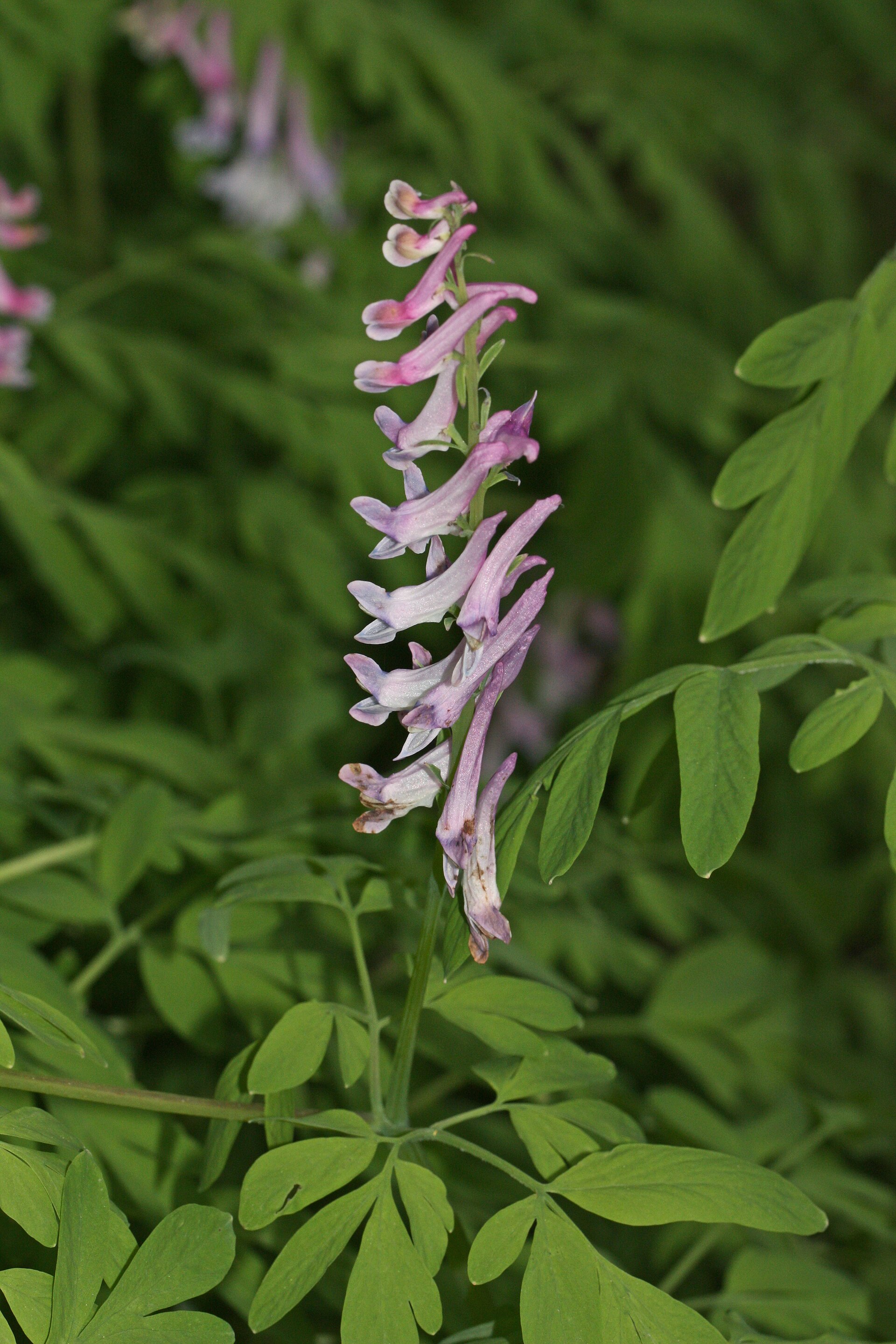 Imagem de referência de Corydalis, descrito nos dados abertos como género de plantas