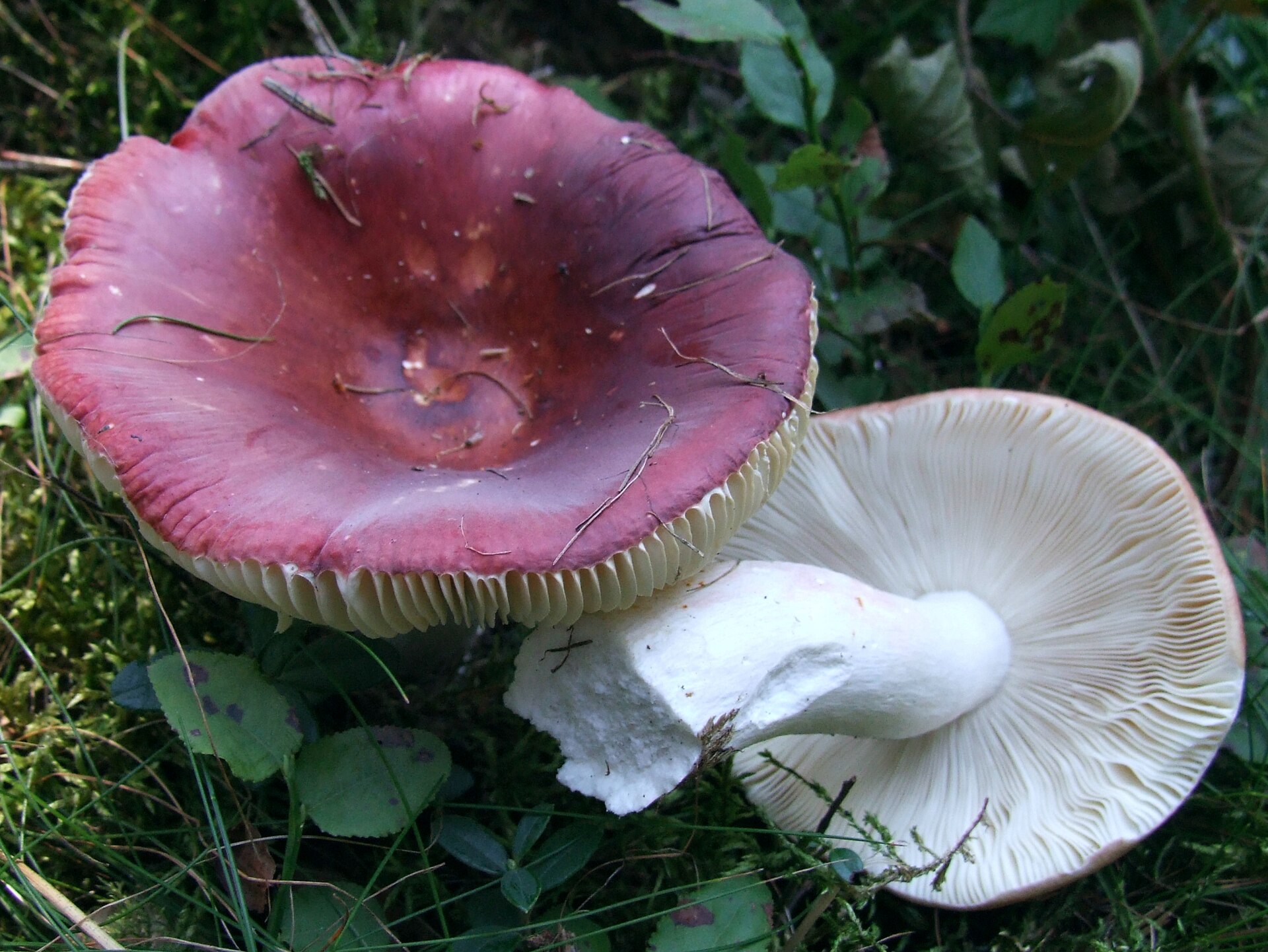Imagem de referência relacionada a Russula vinosa, item descrito como registro de referência sobre Russula vinosa, organizado a partir de dados estruturados abertos