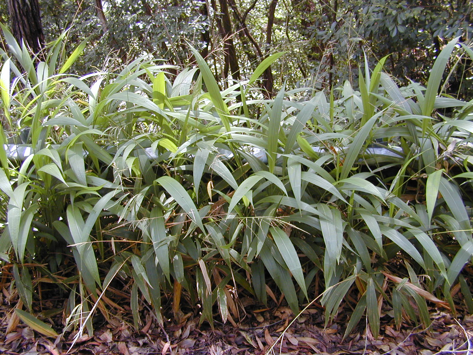 Imagem de referência de Setaria, descrito nos dados abertos como género de plantas