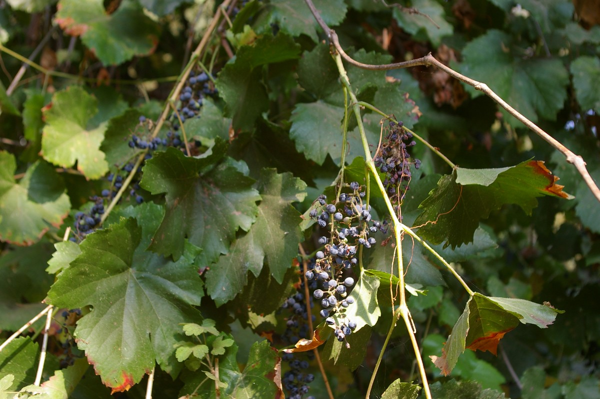 Imagem de referência de Vitis, descrito nos dados abertos como género de plantas