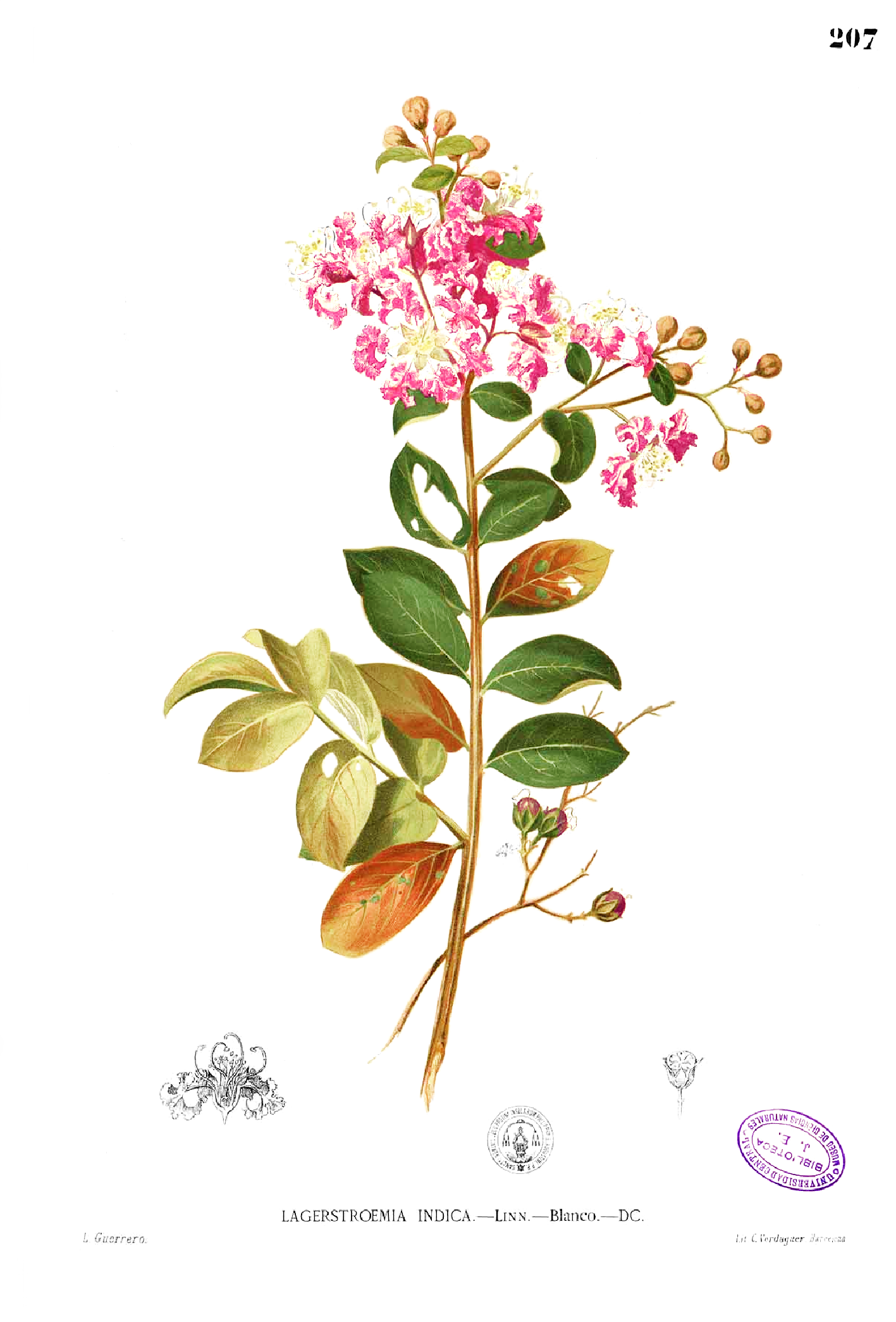 Imagem de referência de Lagerstroemia, descrito nos dados abertos como género de plantas