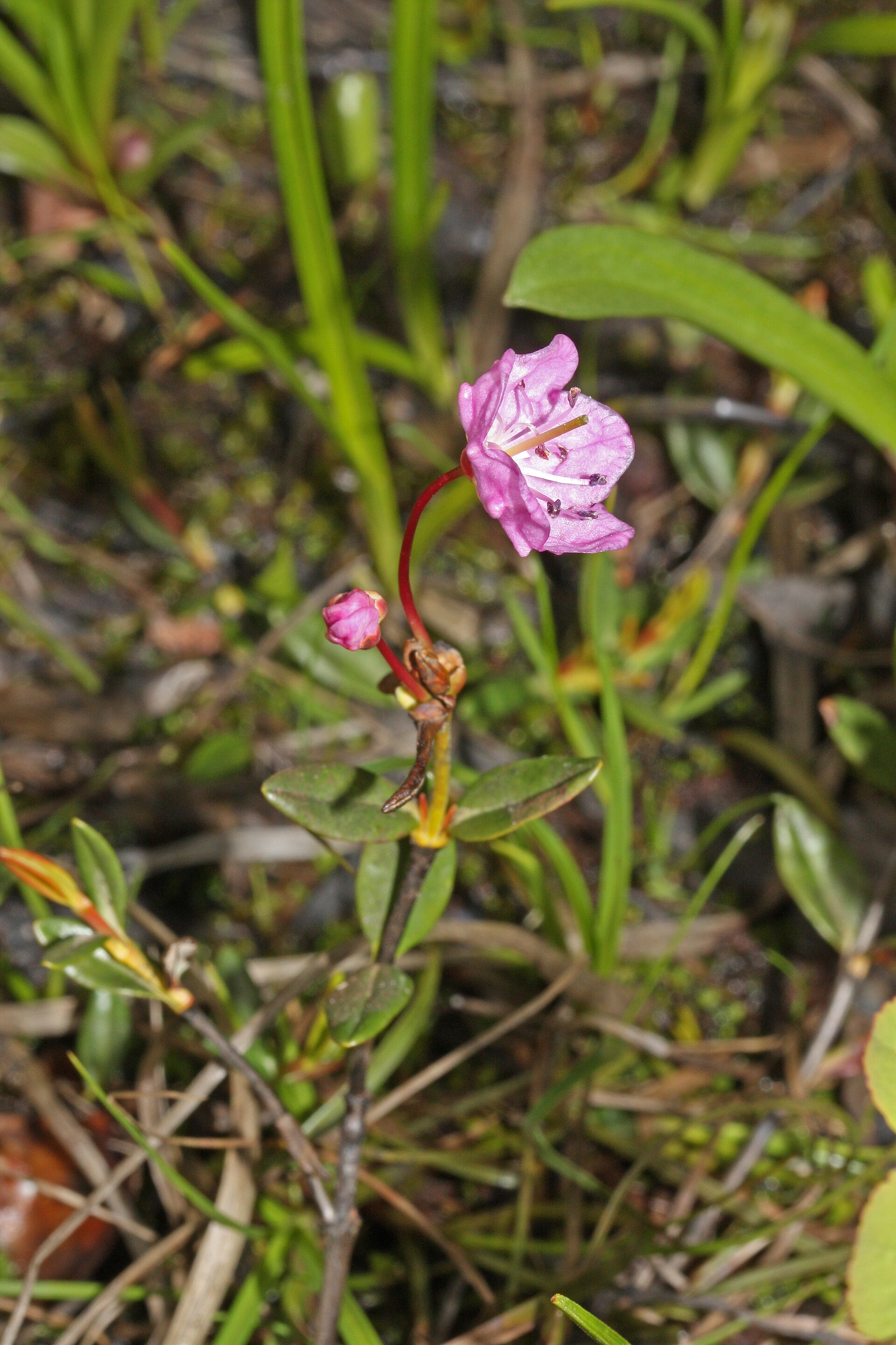 Imagem de referência relacionada a Kalmia microphylla, item descrito como registro de referência sobre Kalmia microphylla, organizado a partir de dados estruturados abertos