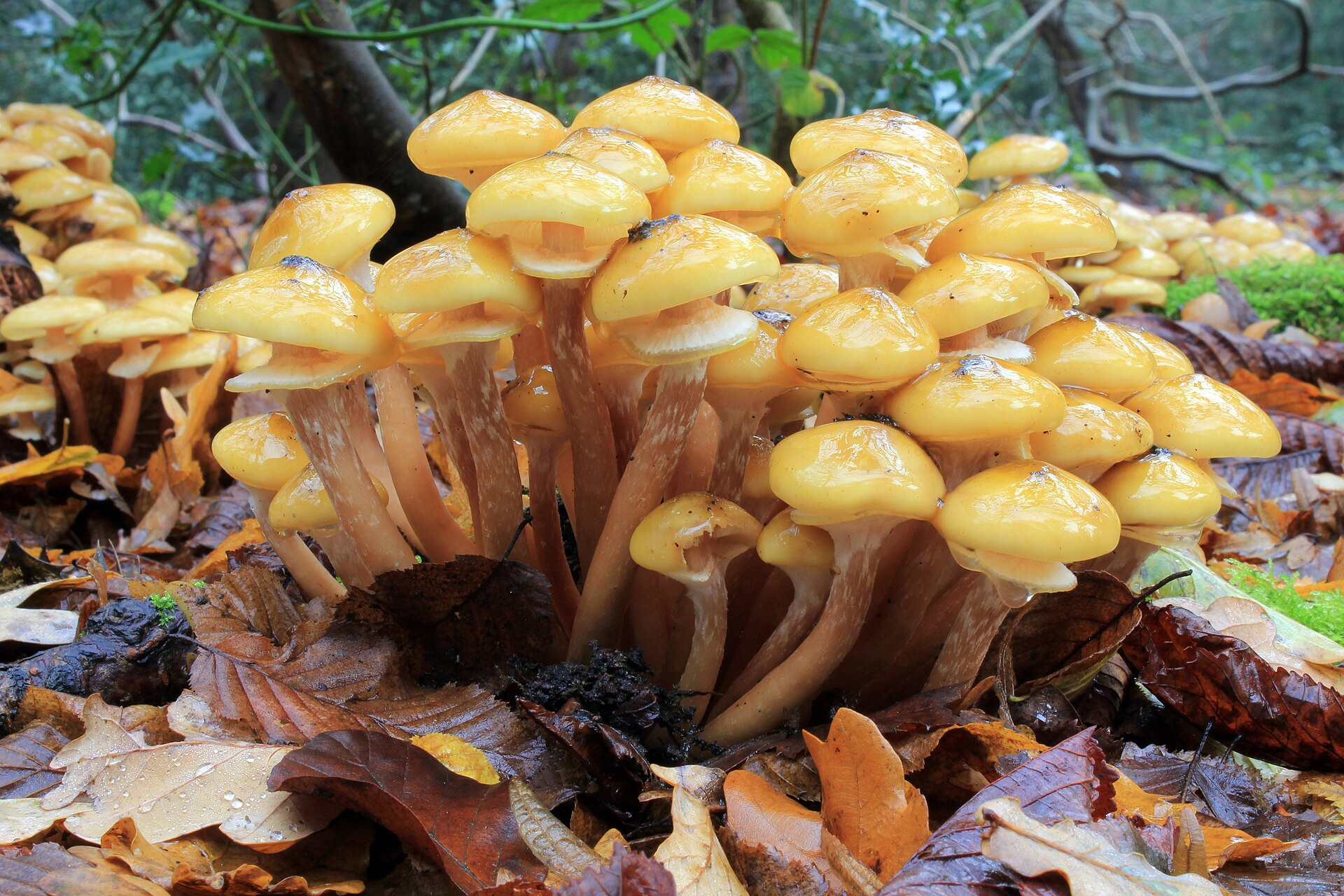 Imagem de referência de Armillaria, descrito nos dados abertos como género de fungos