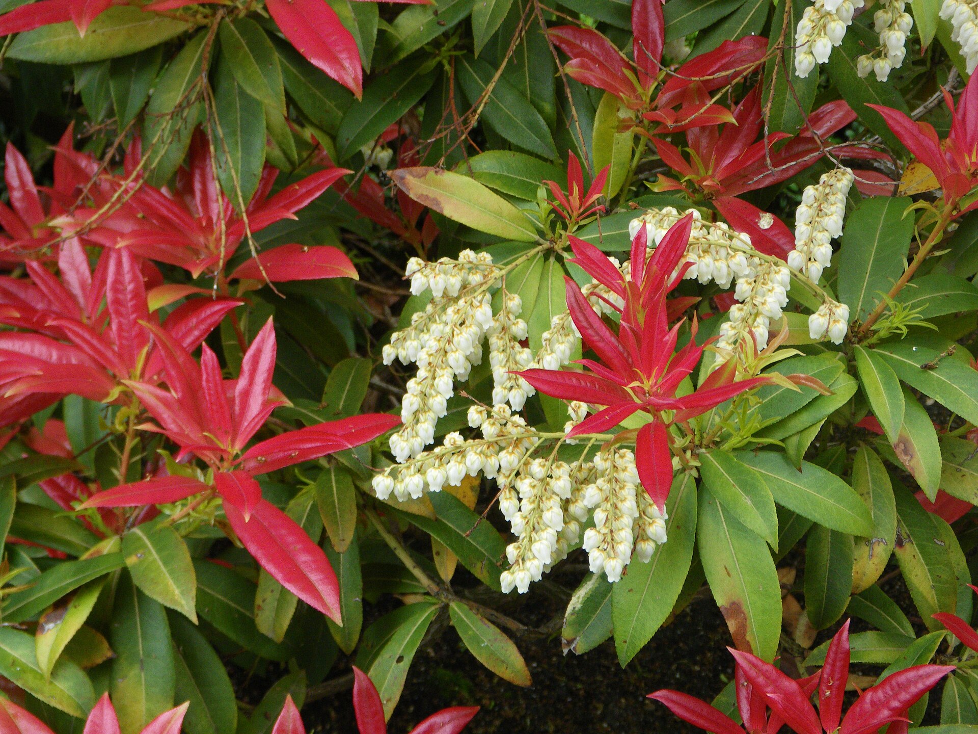 Imagem de referência relacionada a Pieris, item descrito como género de plantas