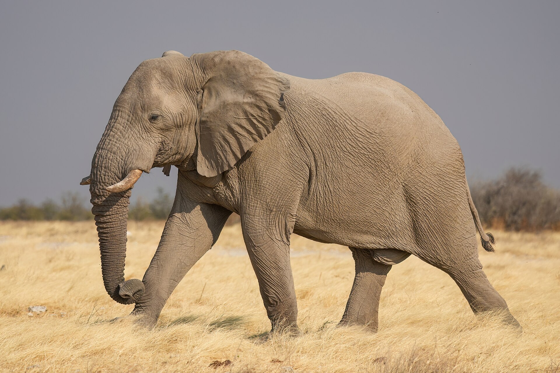 Imagem de referência relacionada a elefante, item descrito como termo referente aos membros da família Elephantidae