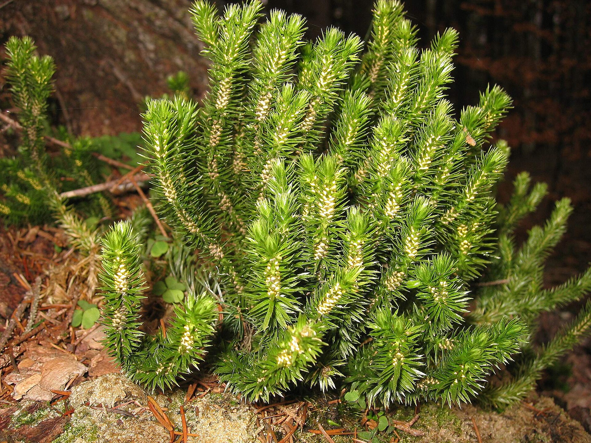 Imagem de referência de Huperzia, descrito nos dados abertos como género de plantas