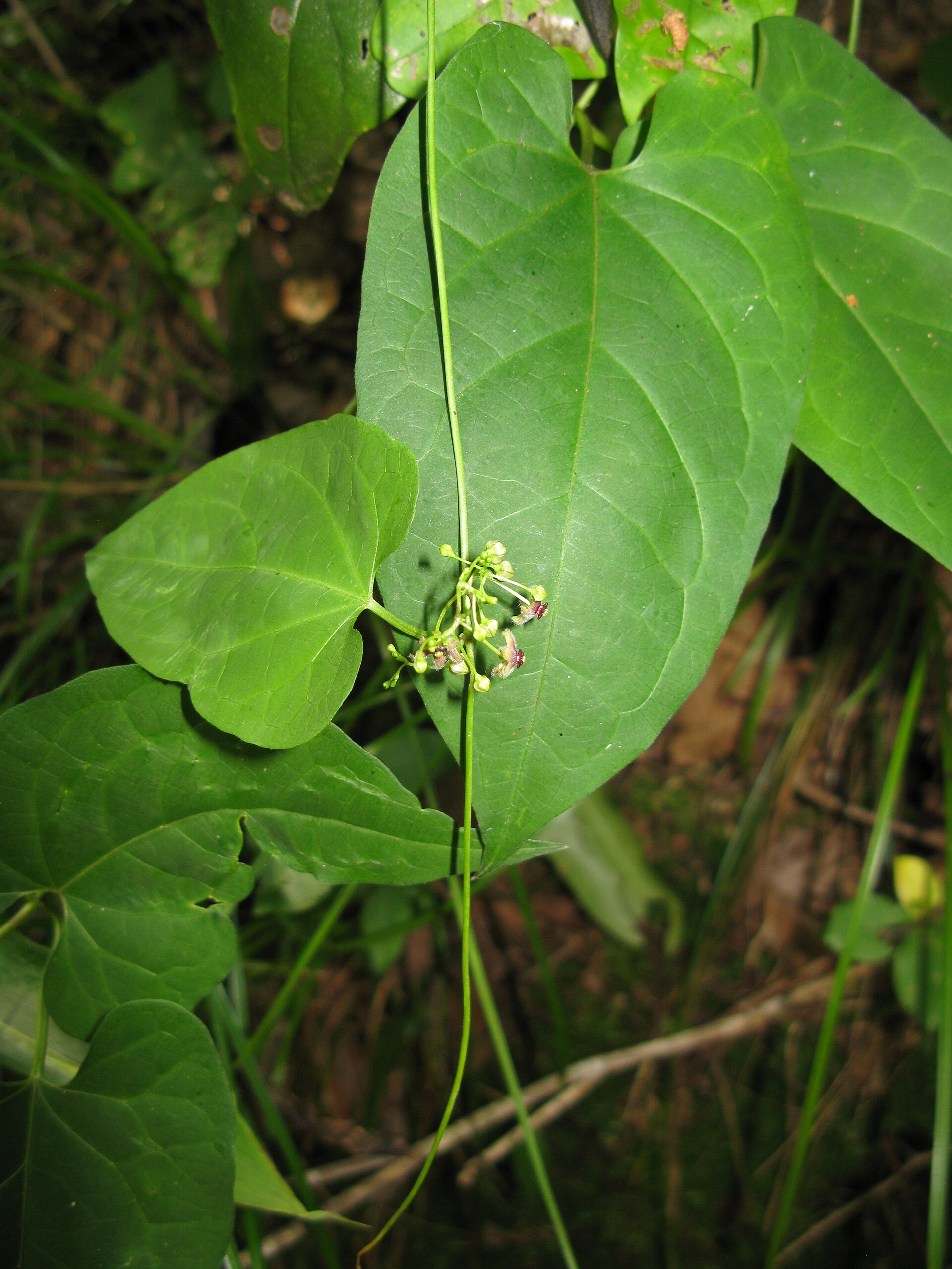Imagem de referência de Tylophora, descrito nos dados abertos como género de plantas