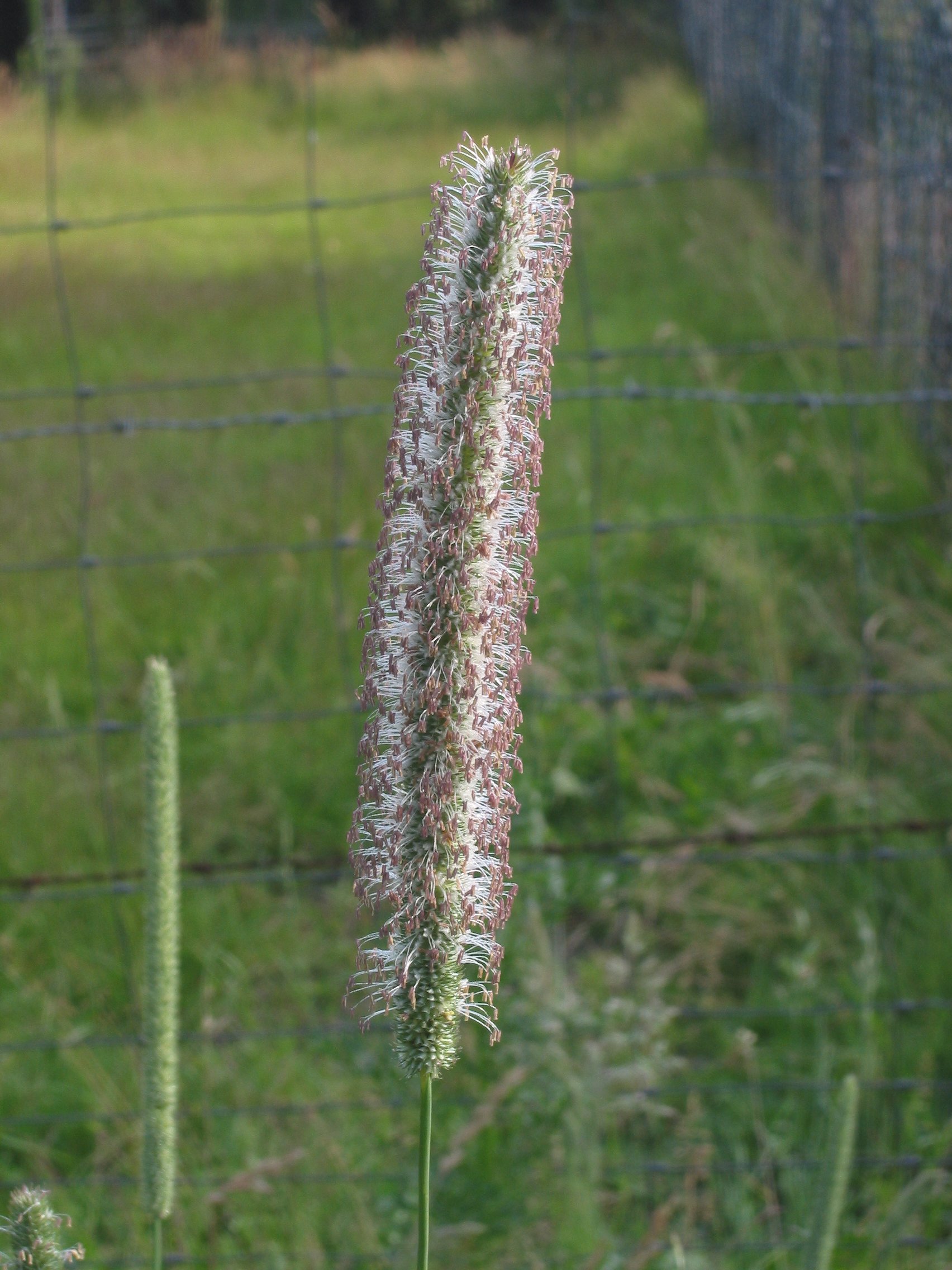 Imagem de referência de Phleum, descrito nos dados abertos como género de plantas