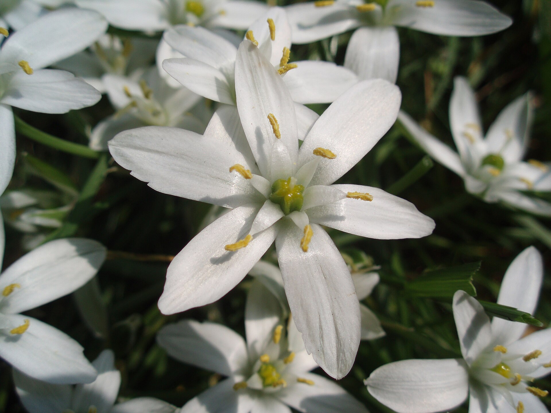 Imagem de referência de Ornithogalum, descrito nos dados abertos como género de plantas