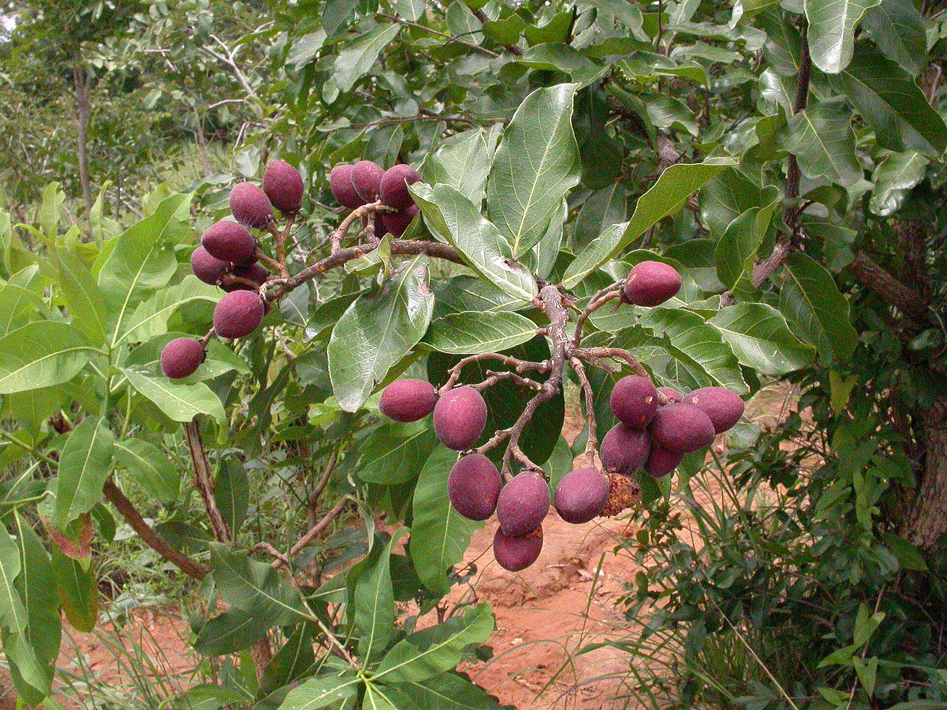 Imagem de referência de Chrysobalanaceae, descrito nos dados abertos como família de plantas